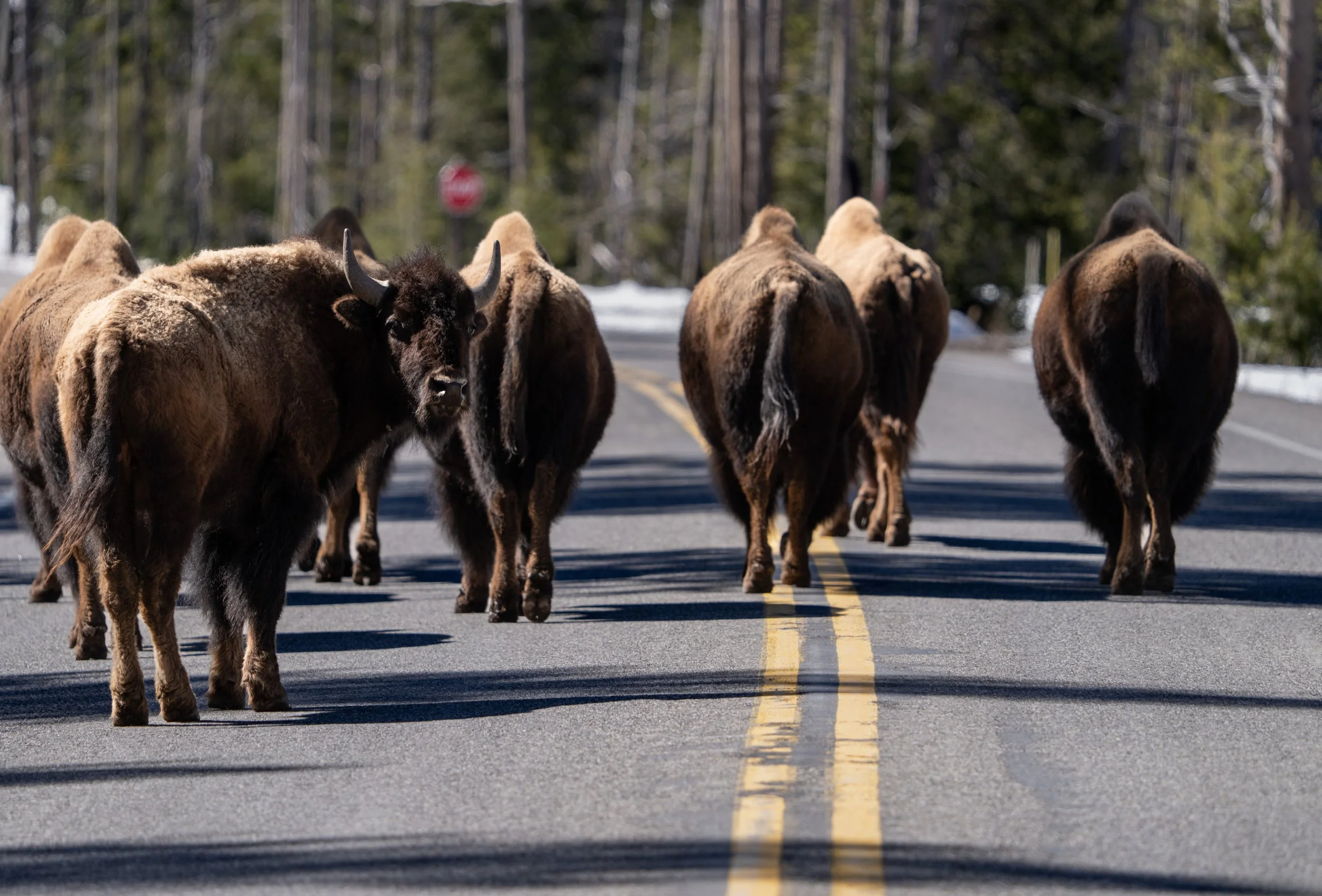Bison