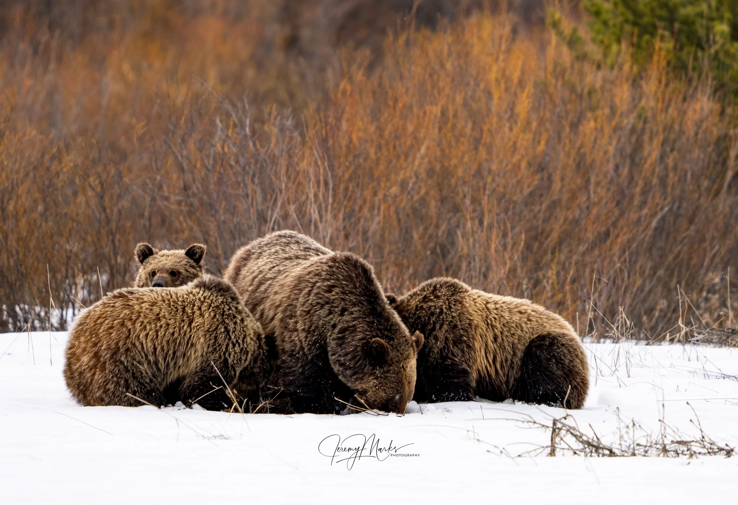 610 and cubs - Grand Teton National Park