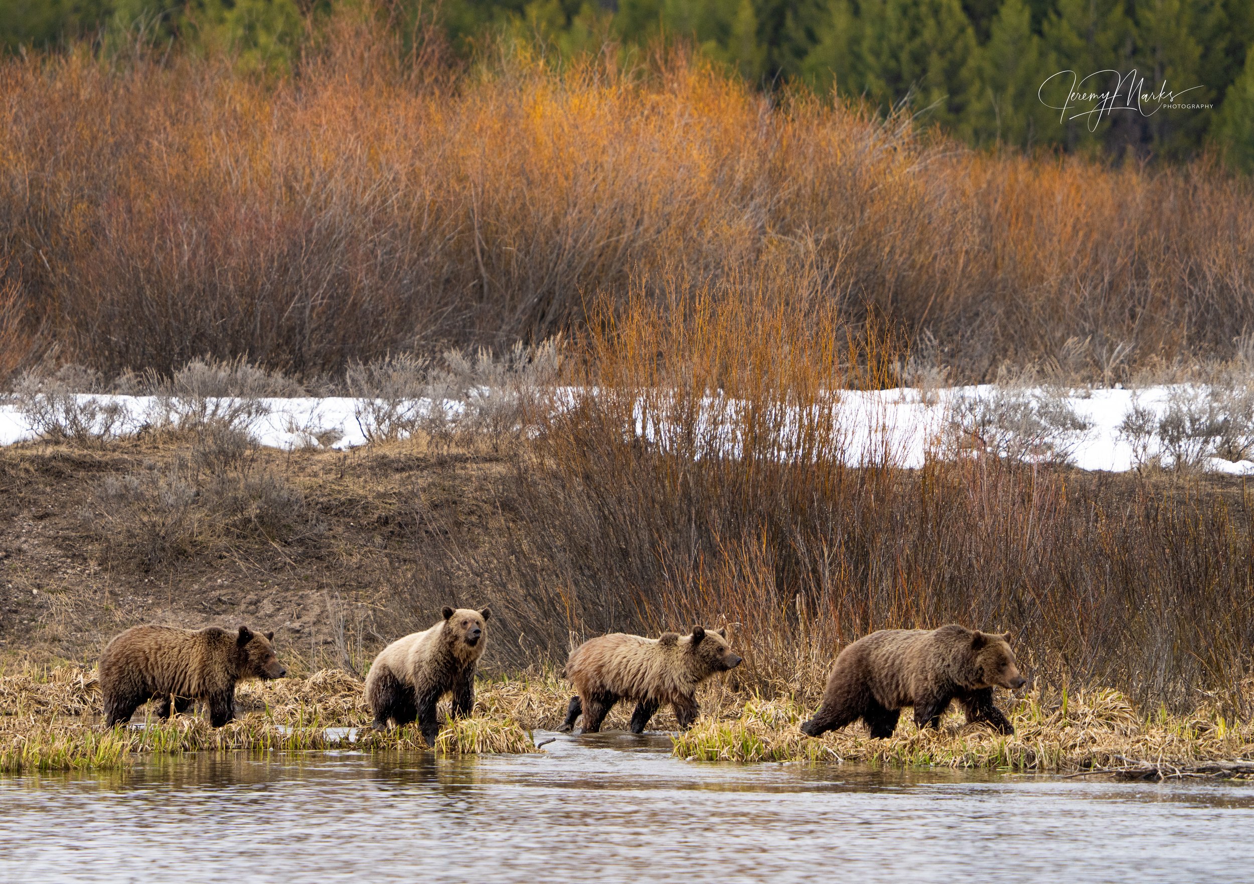 610 and cubs - Grand Teton National Park
