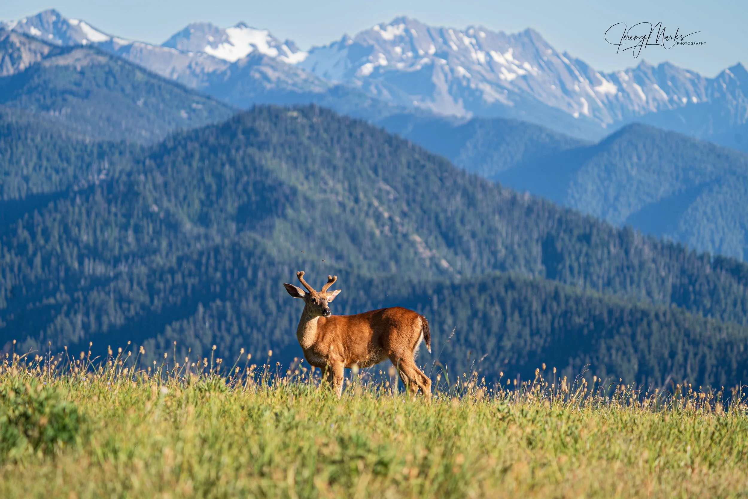 Buck Black Tail Deer - Olympic National Park - Fall