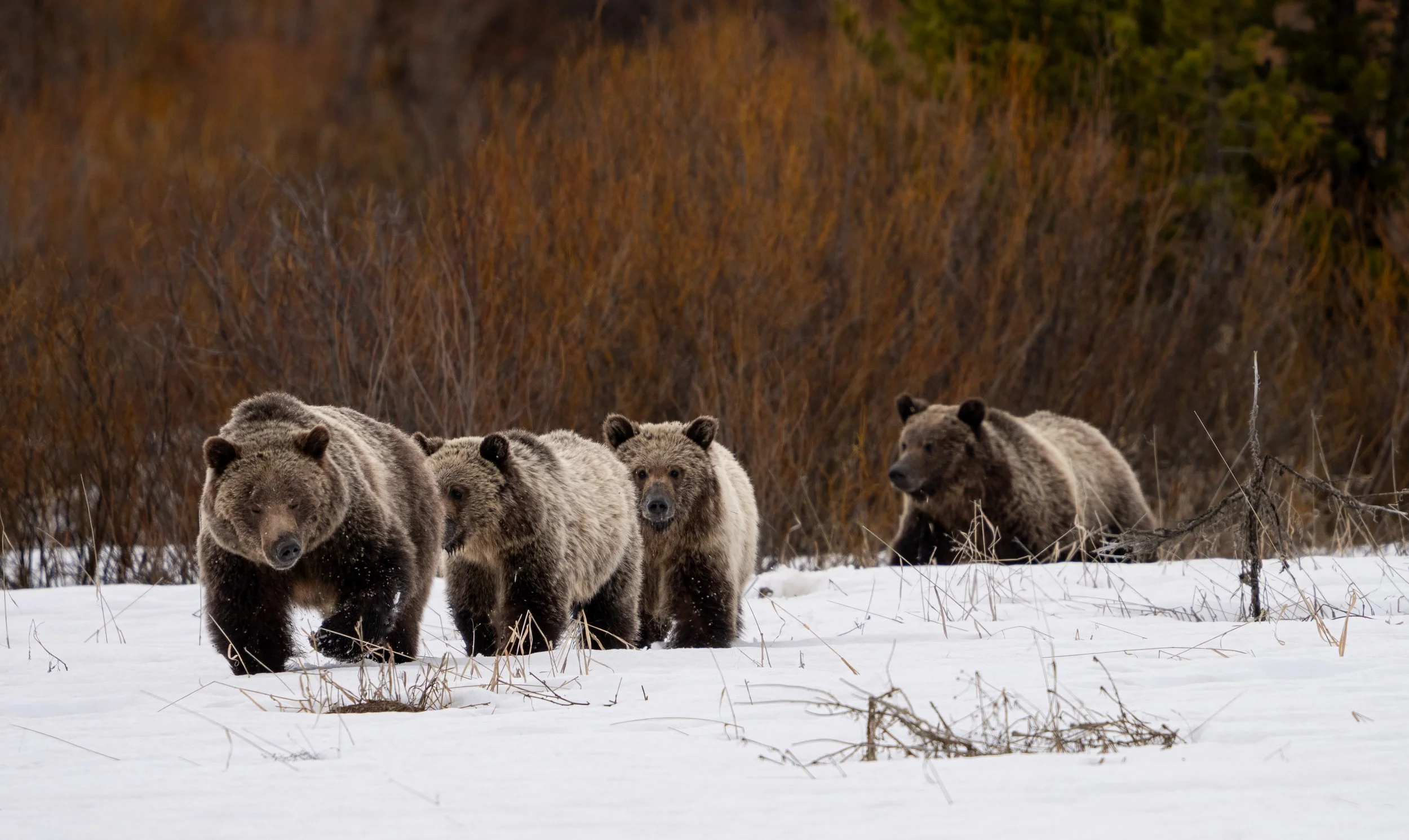 Grizzly Bear 610 and cubs - Grand Teton national park - Spring