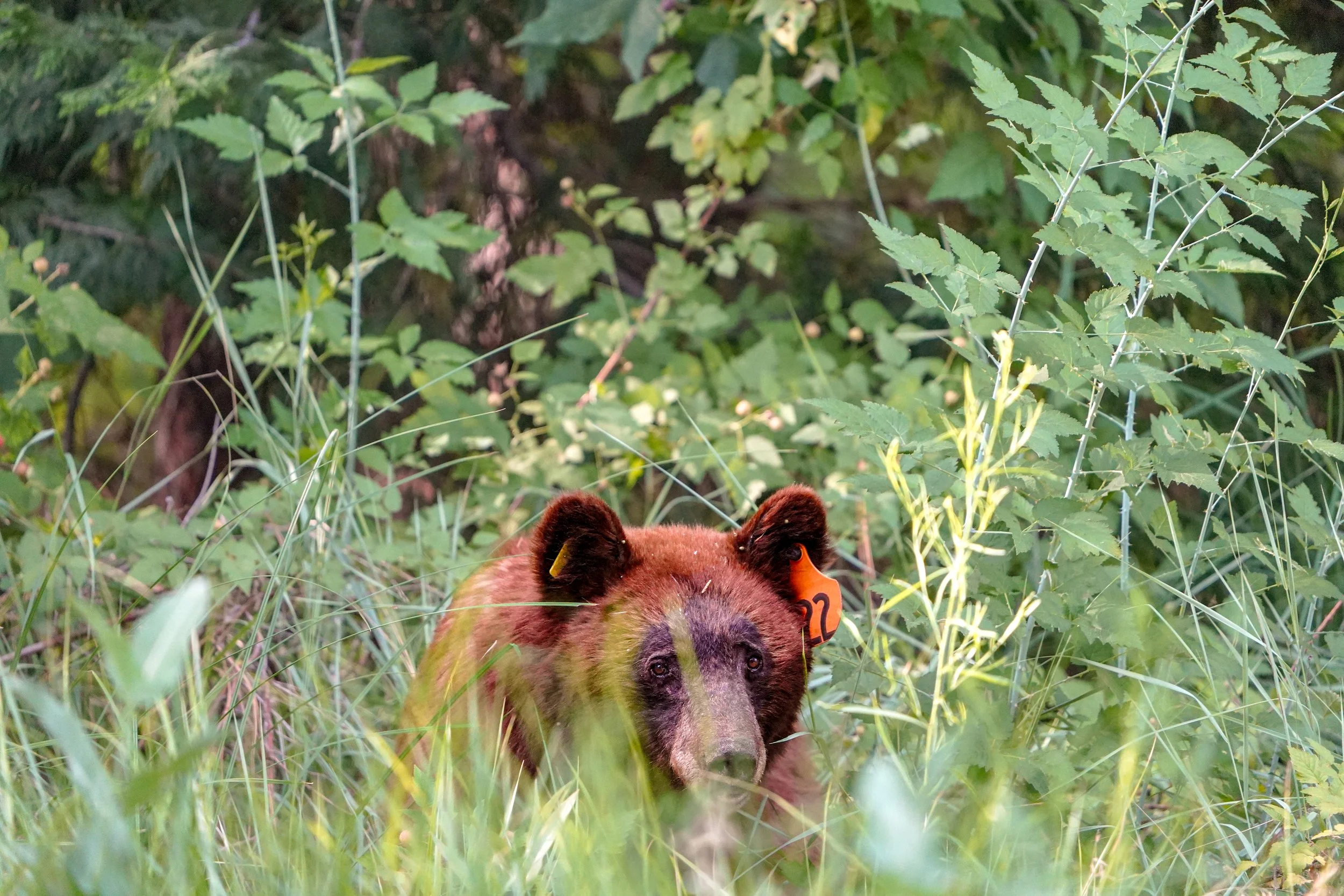 Black Bear #22 - Yosemite National Park - Summer