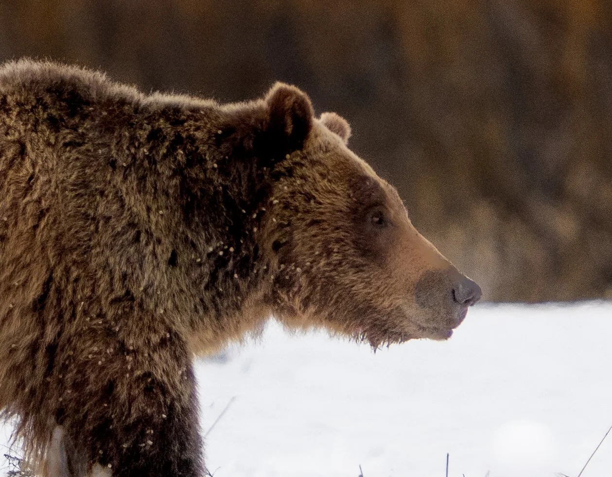 Grizzly Bear 610  - Grand Teton National Park - Spring