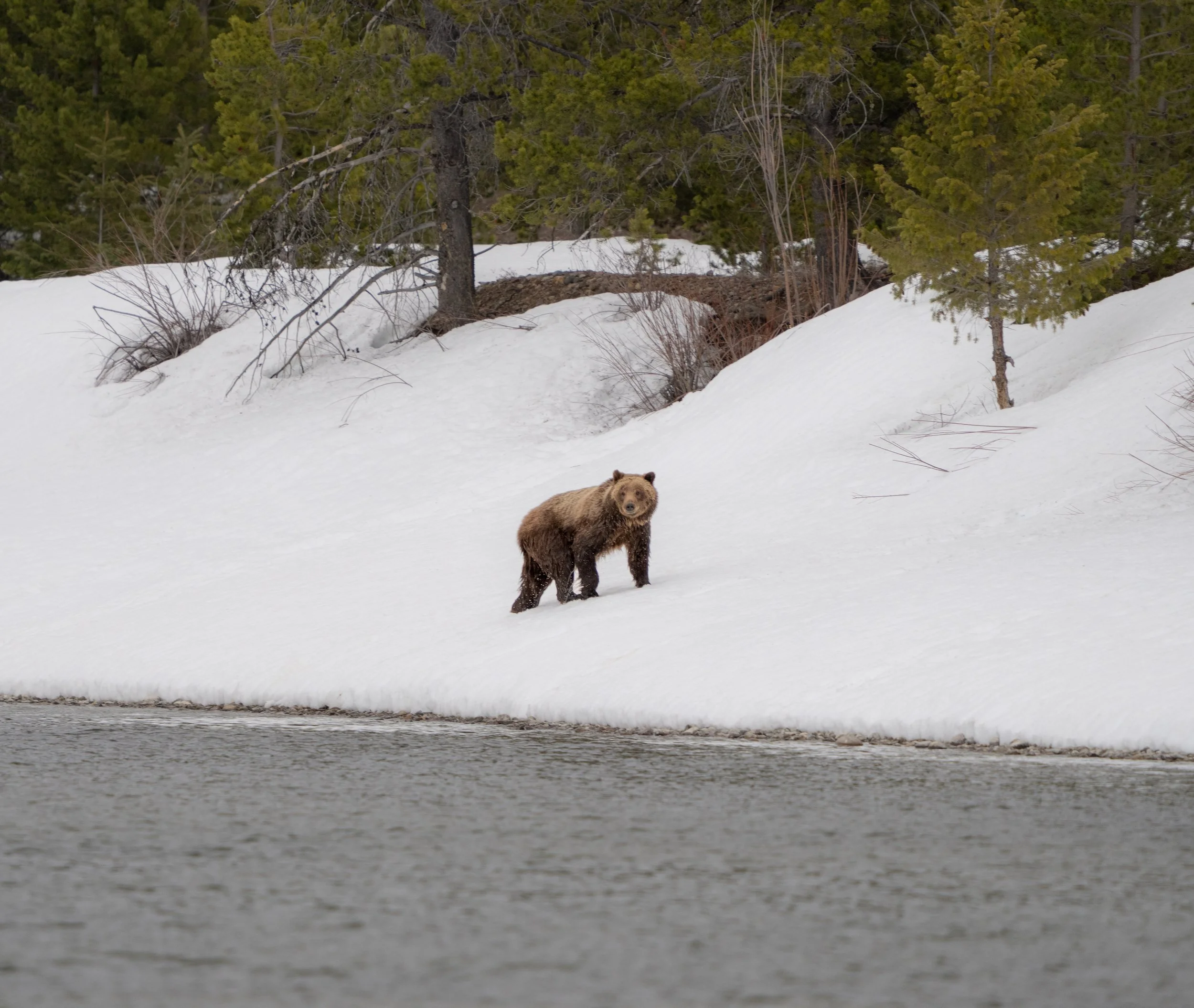 Grizzly Bear 610  - Grand Teton National Park - Spring