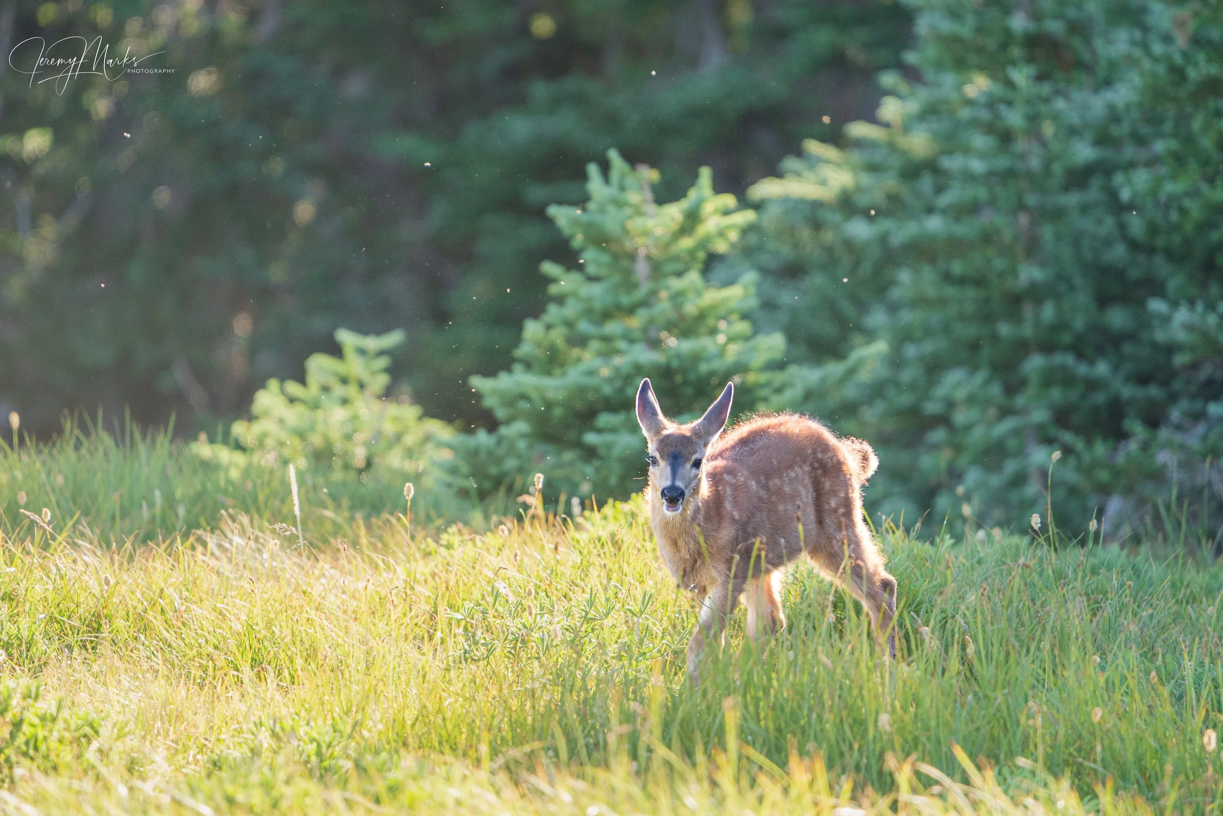 Bambii - Olympic National Park - Fall