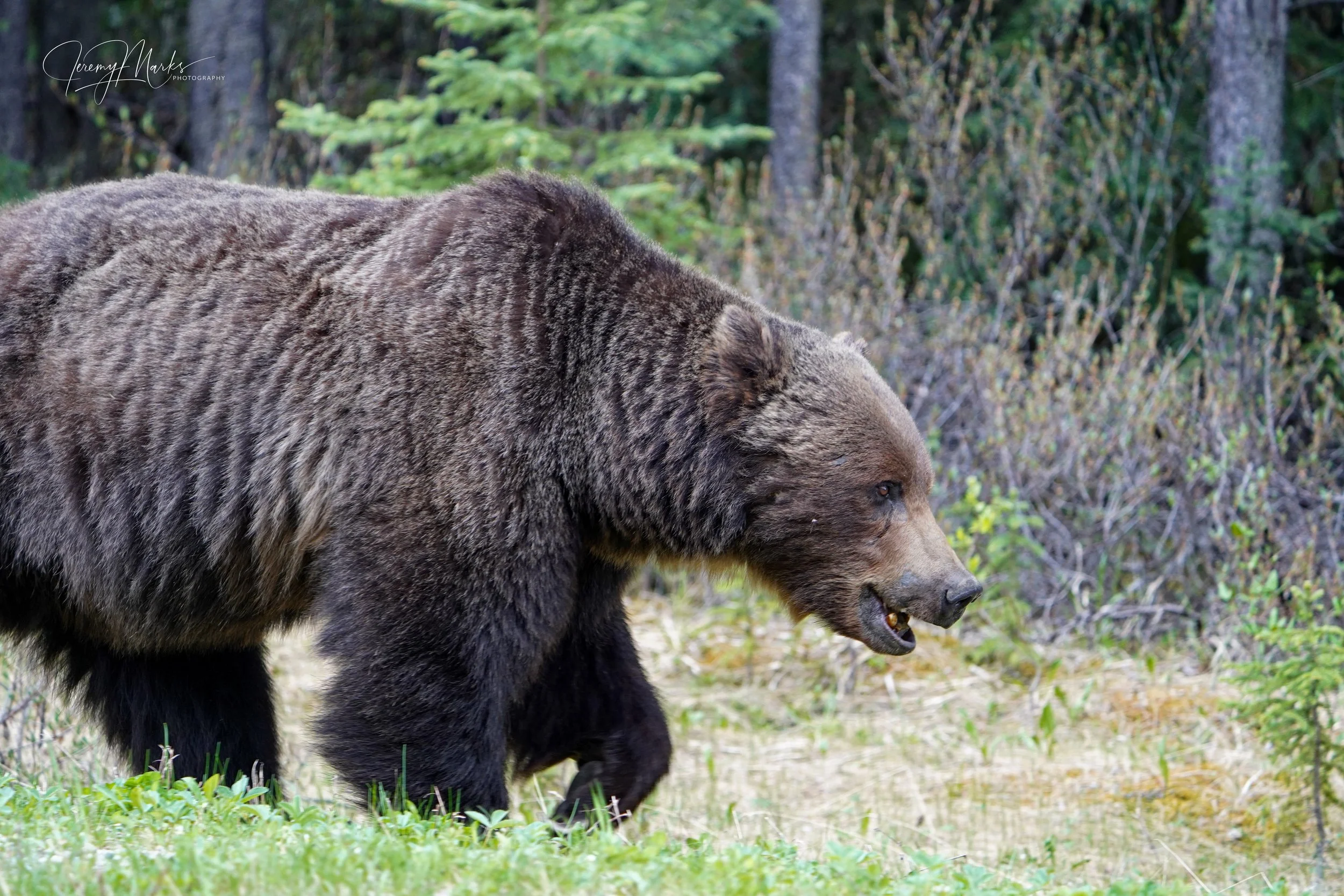 Grizzly Bear, Banff National Park