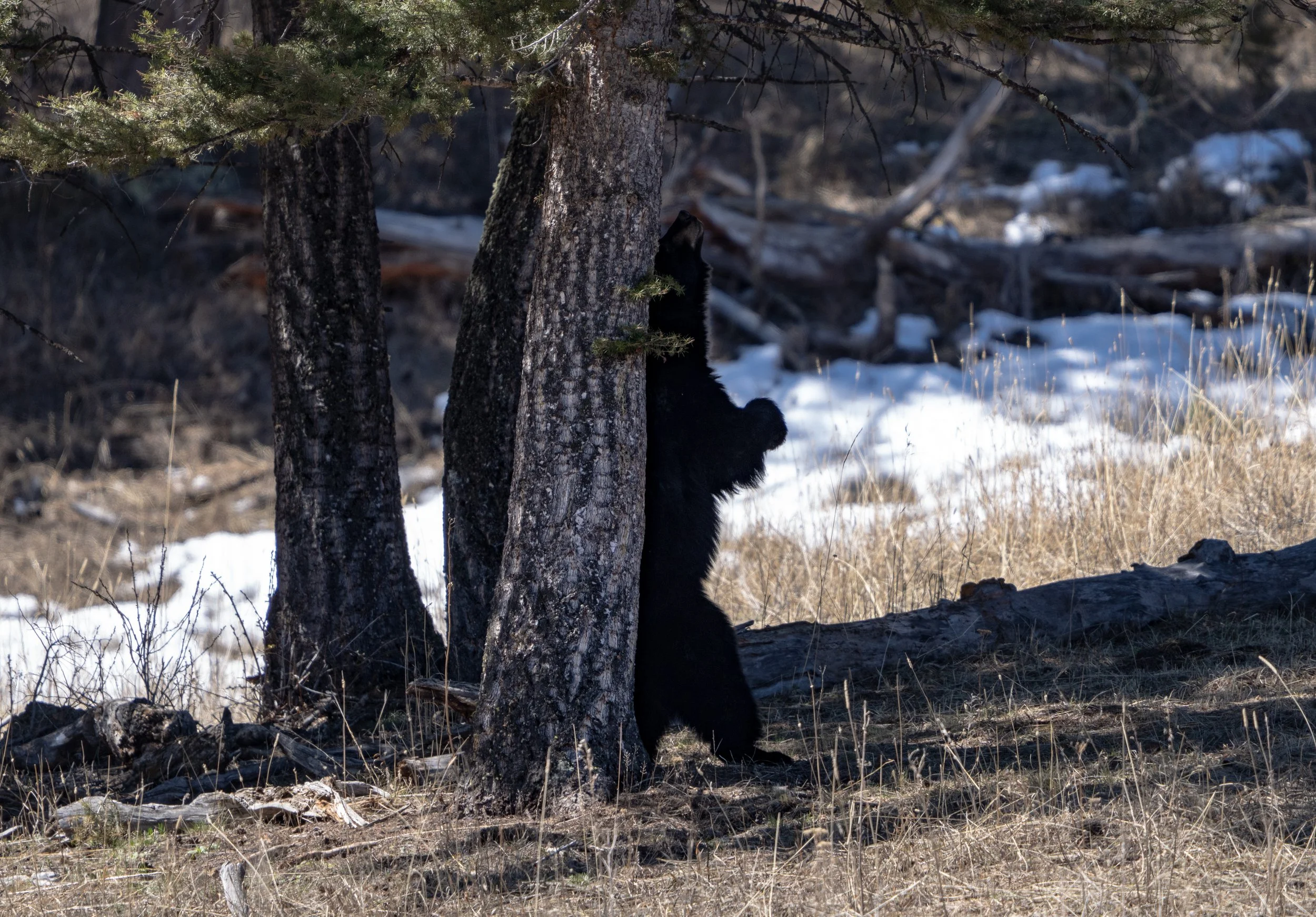 Black Bear Scratching - Yellowstone National Park - Fall