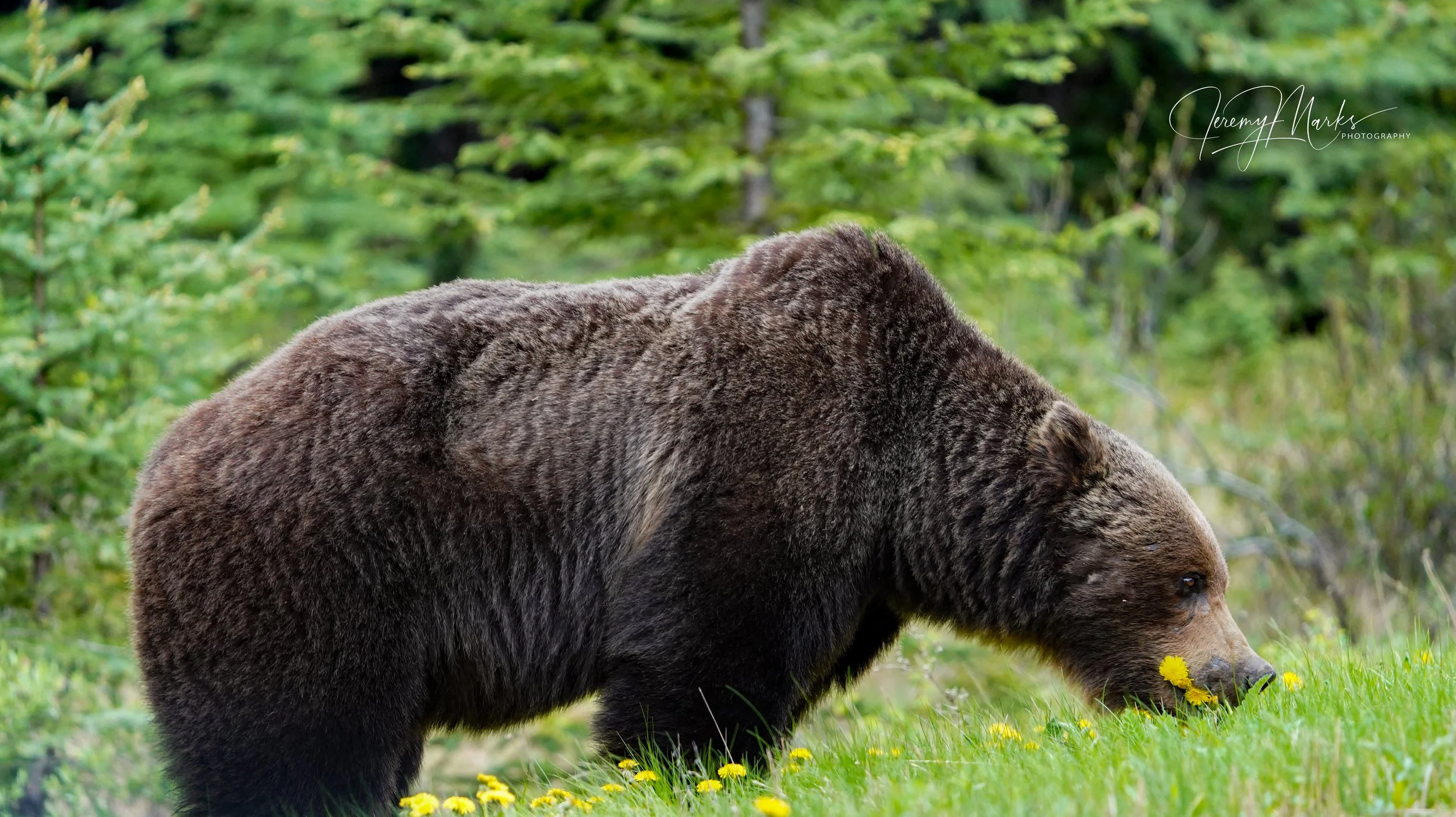 Grizzly eating dandelions - Banff National Park