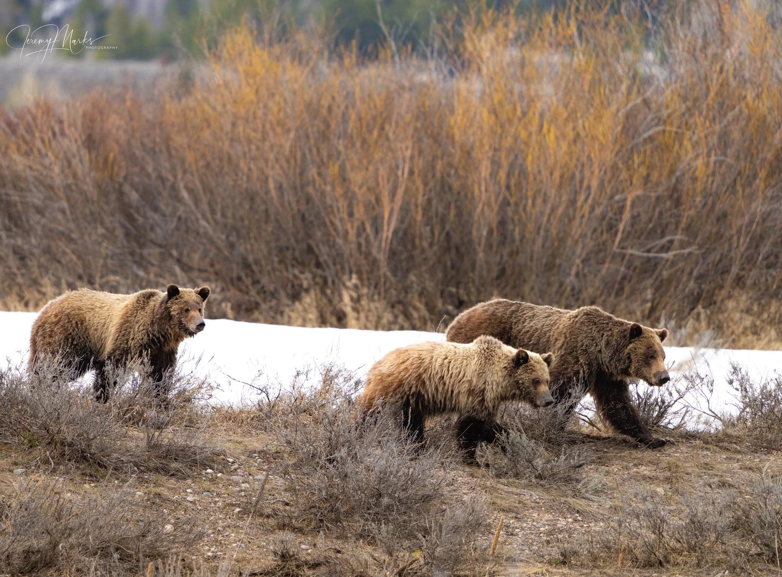 Grizzly Bear 610 and Cubs - Grand Teton National Park - Spring