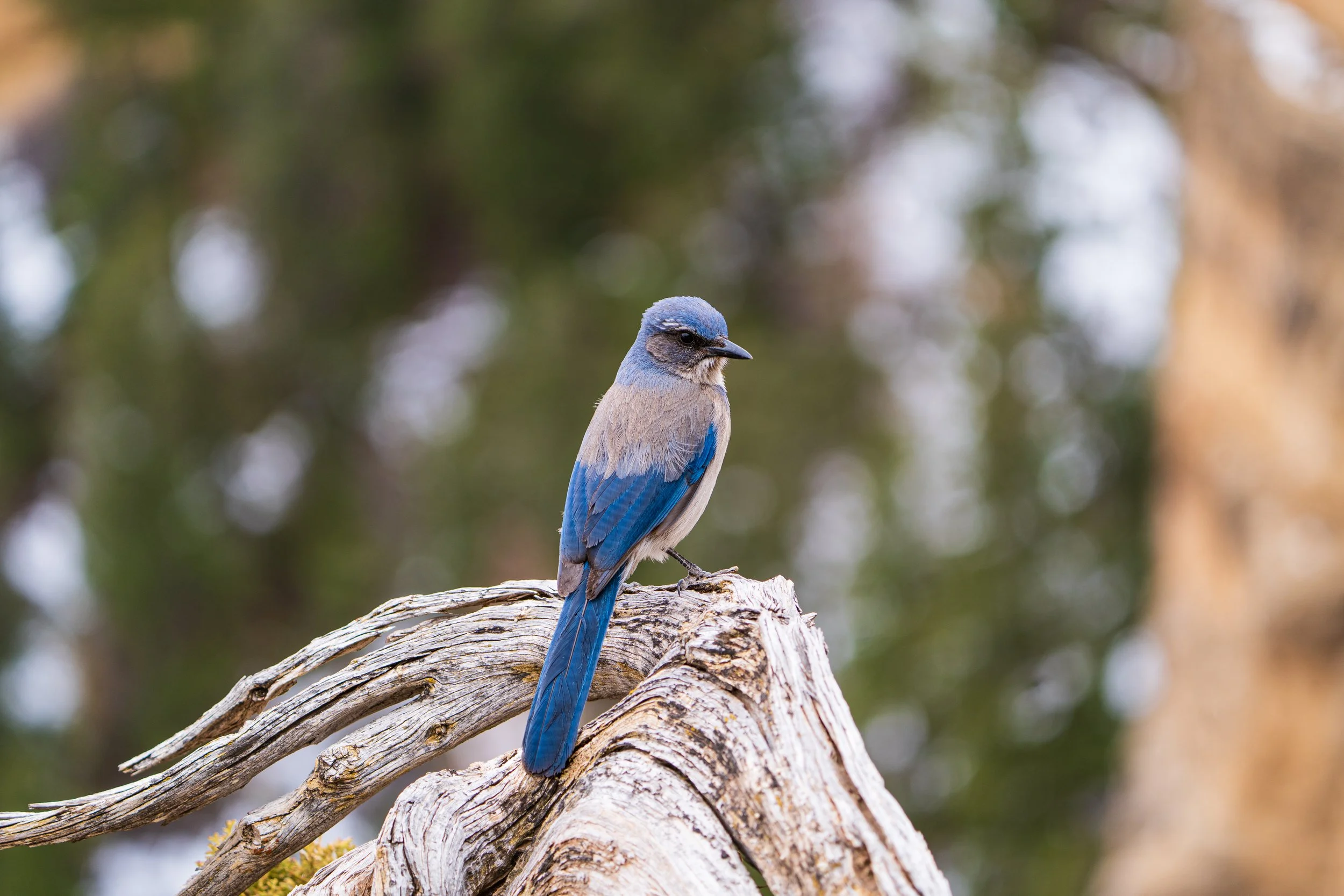 Woodhouse's Scrub-Jay, Grand Canyon National Park
