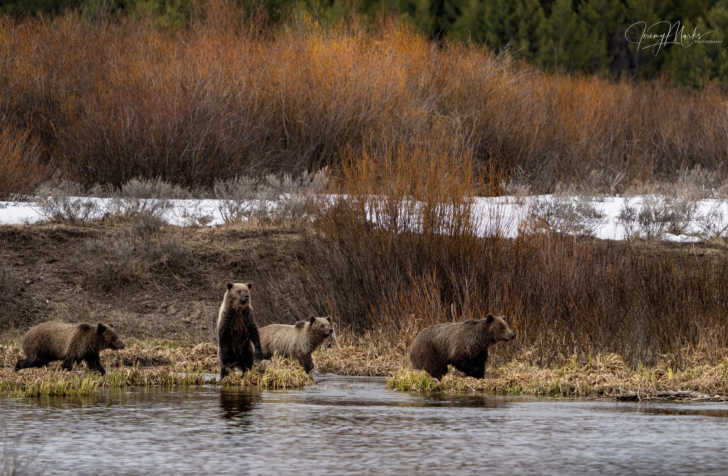 Grizzly Bear 610 and Cubs - Grand Teton National Park - Spring