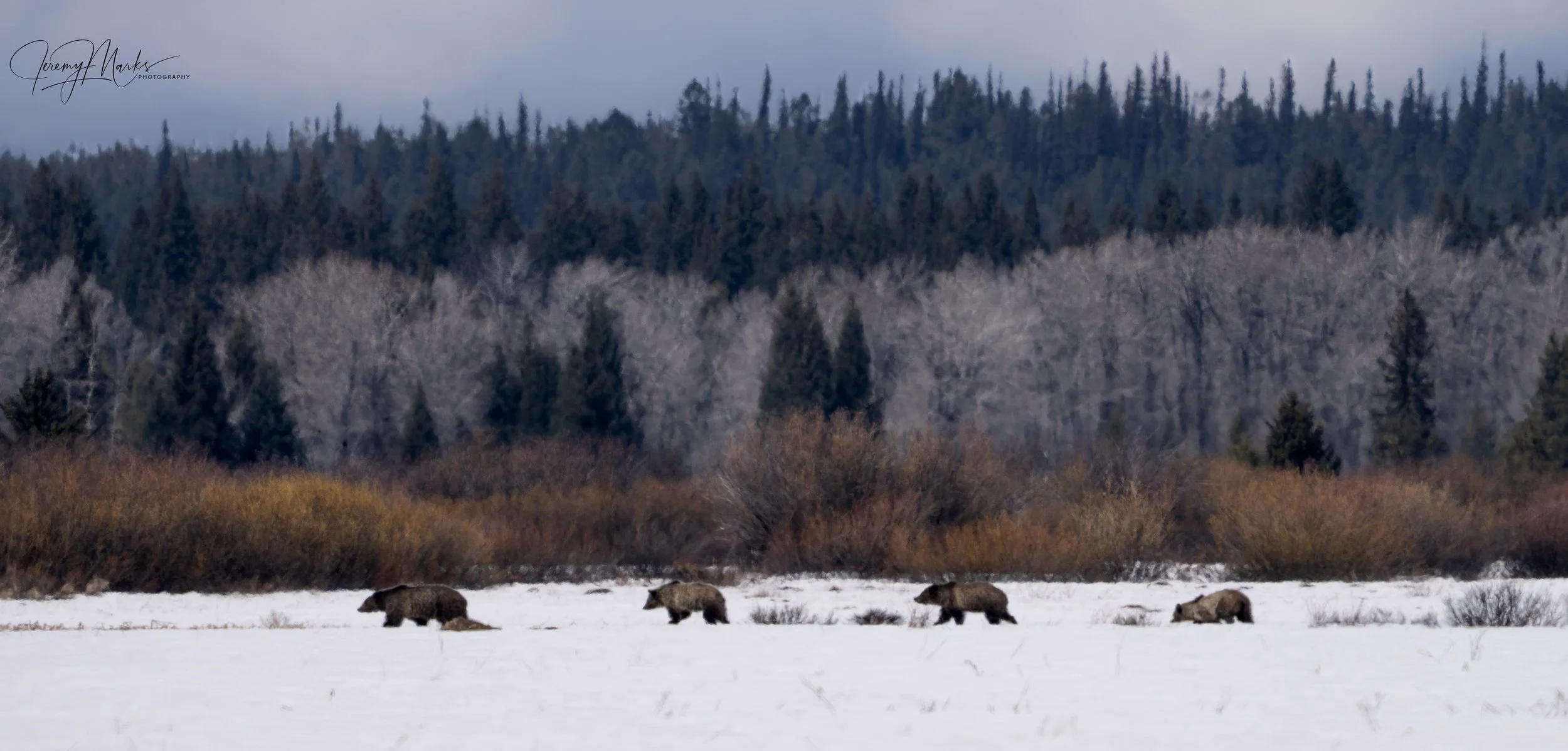 Grizzly Bear 610 and Cubs - Grand Teton National Park - Spring