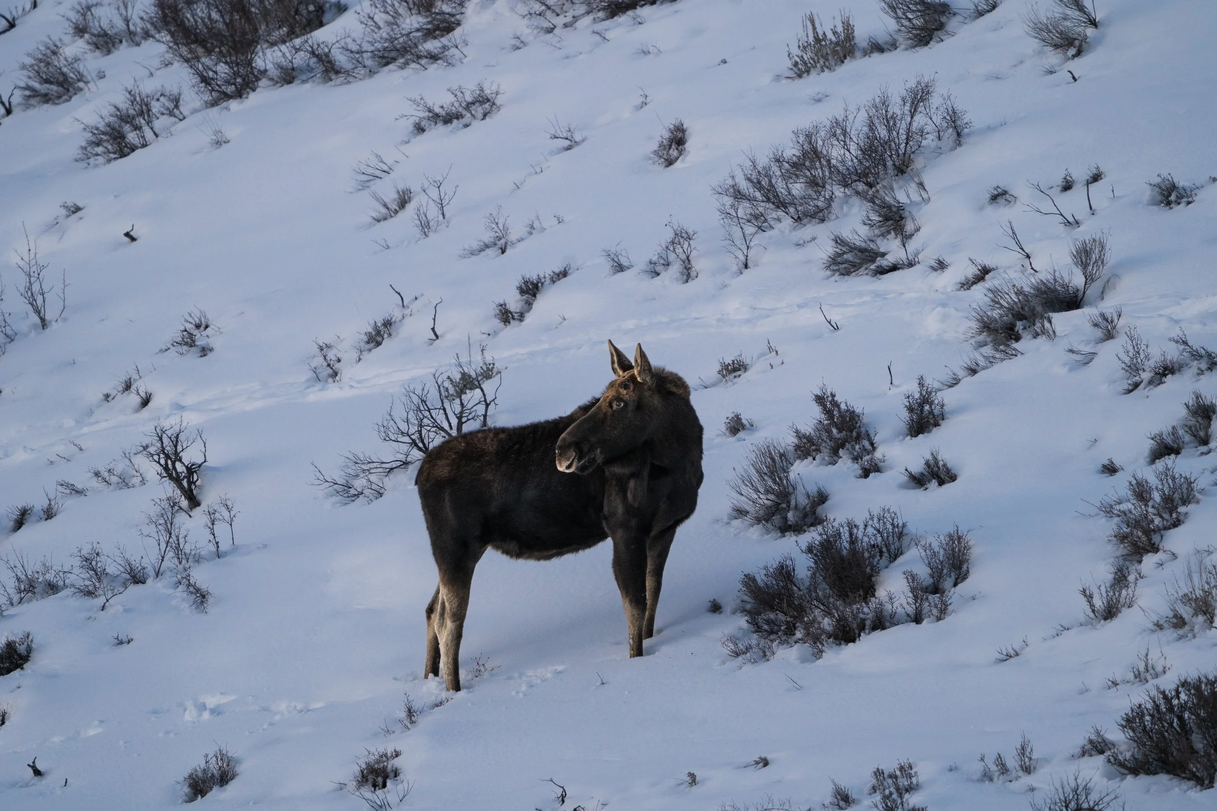 Bull moose, grand teton national park - winter