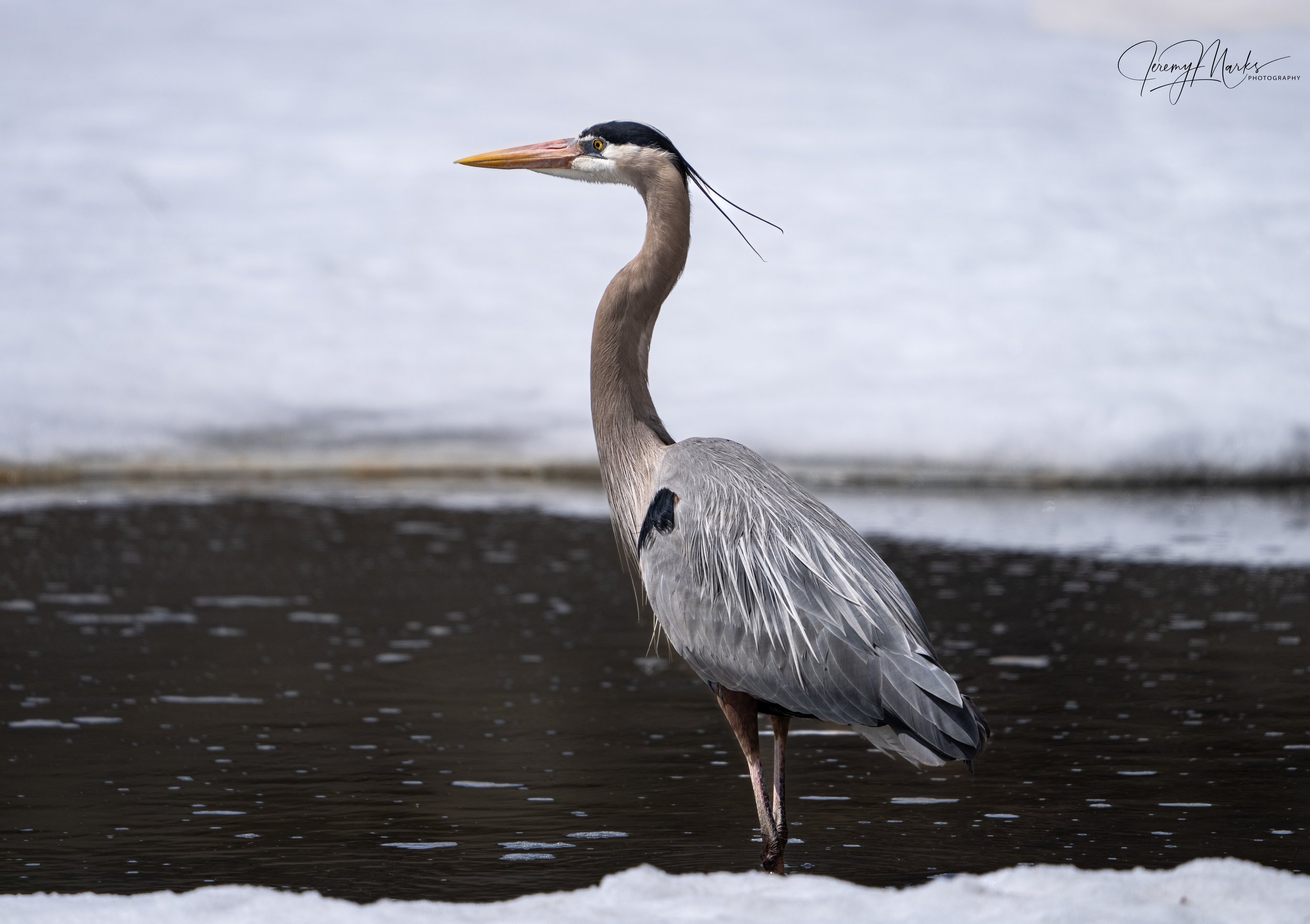 Great Blue Heron - Grand Teton National Park - Winter