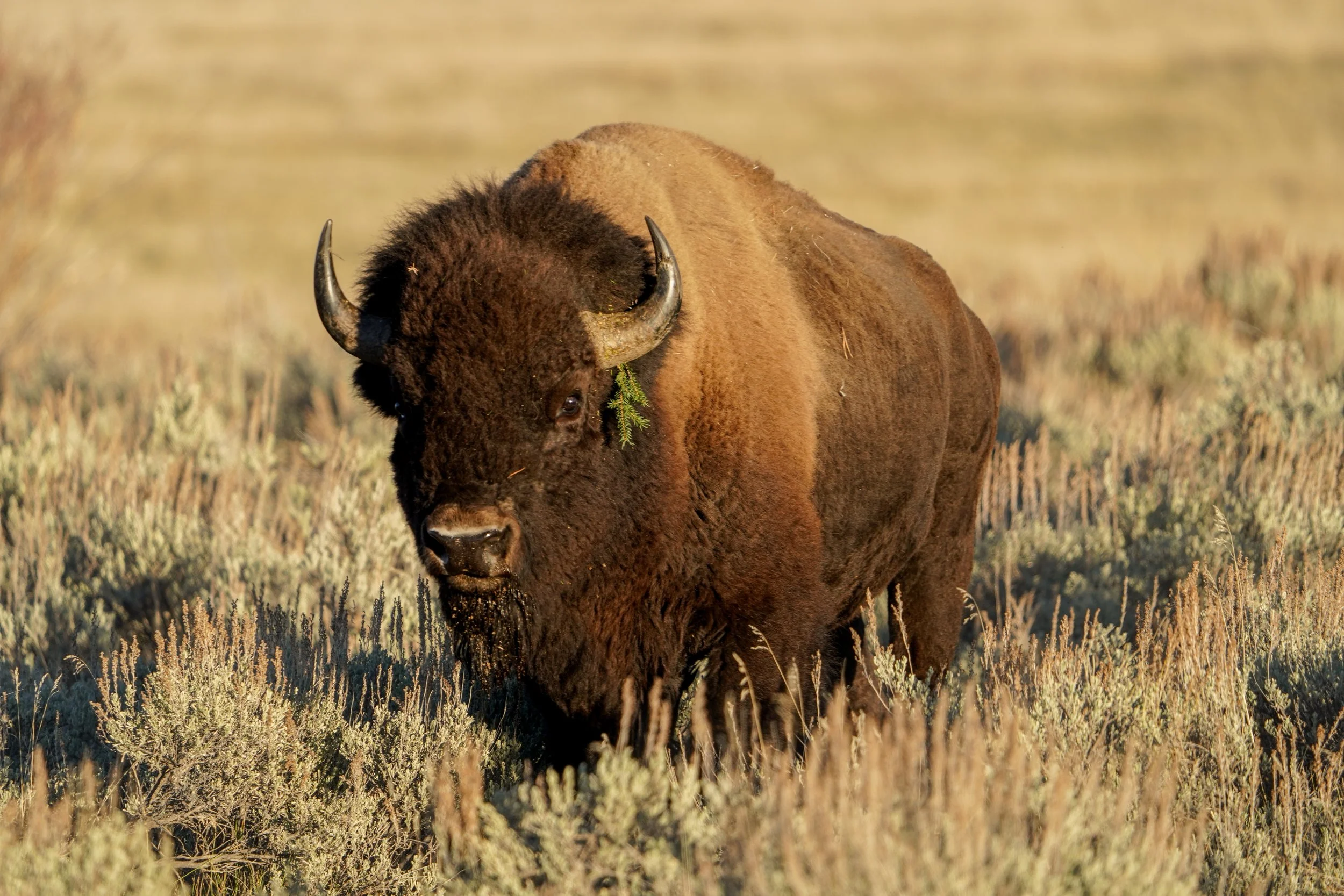 American Bison, Grand Teton National Park - Fall