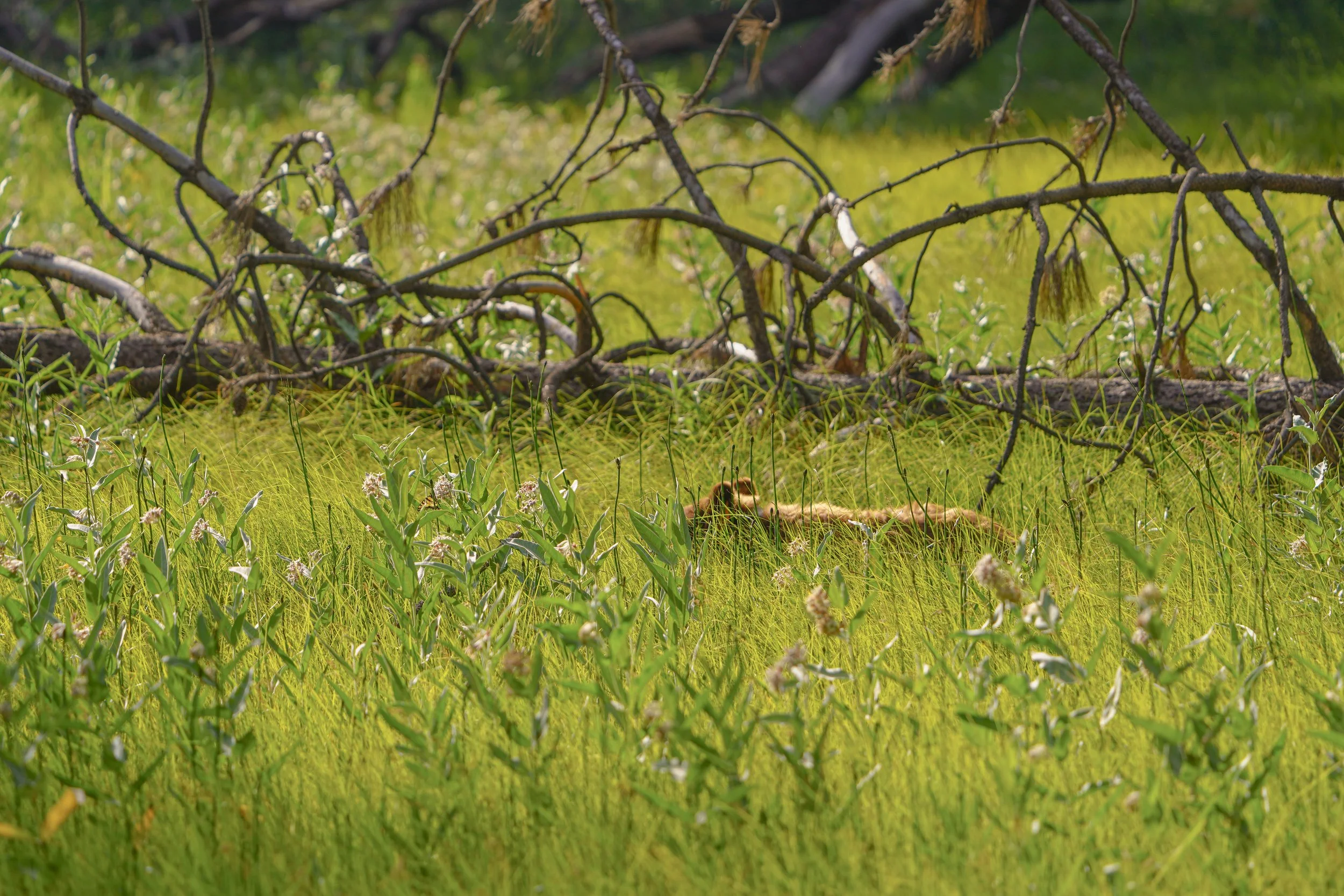 Black Bear #22 - Yosemite National Park - Summer