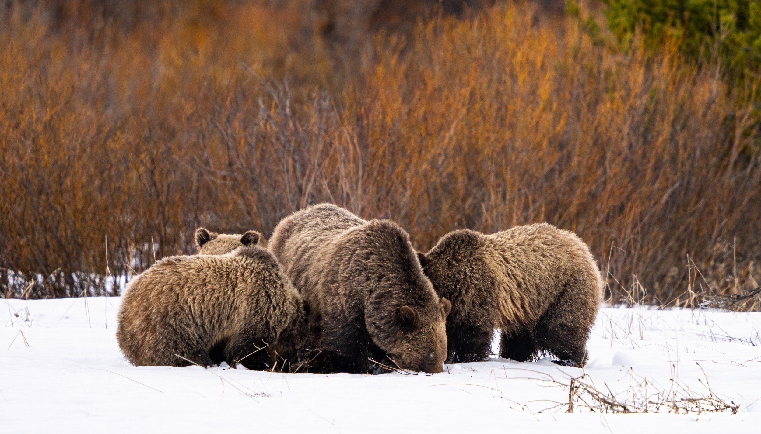 Grizzly Bear 610 and cubs - Grand Teton National Park - Spring