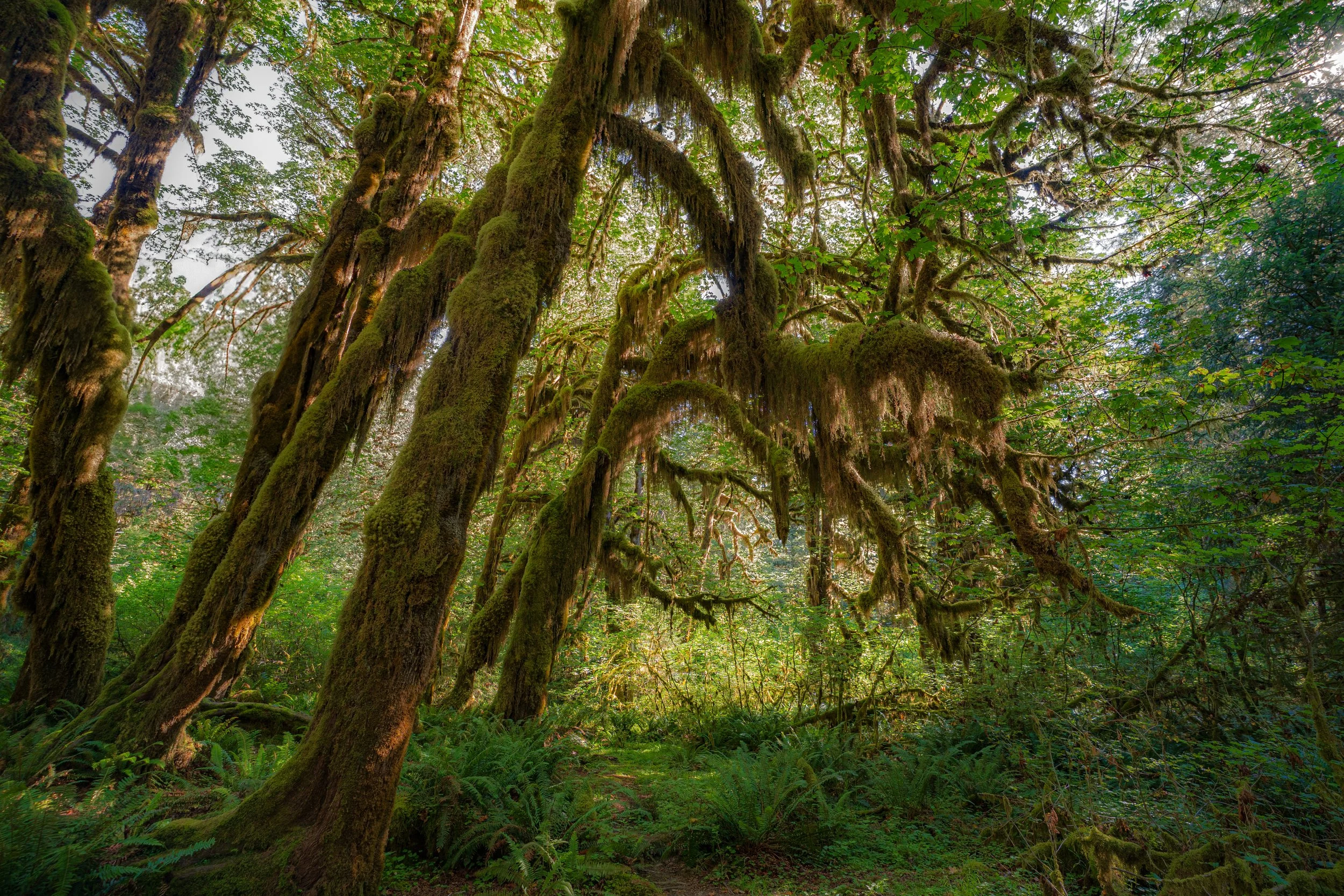 Olympic National Park