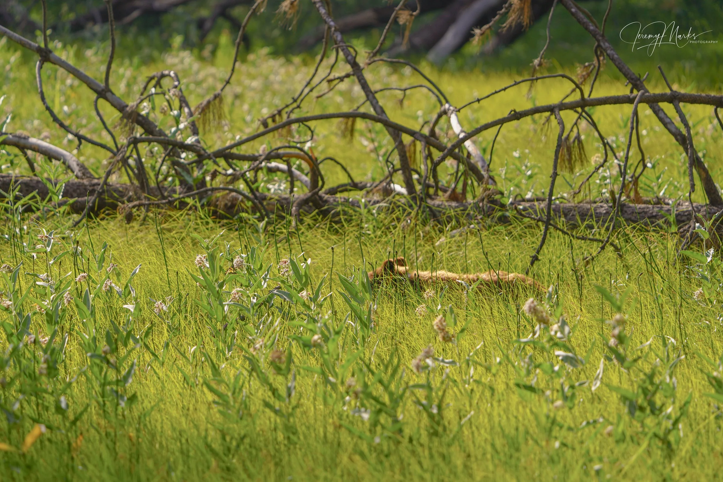 Bear #22, Black Bear - Yosemite National Park - Summer