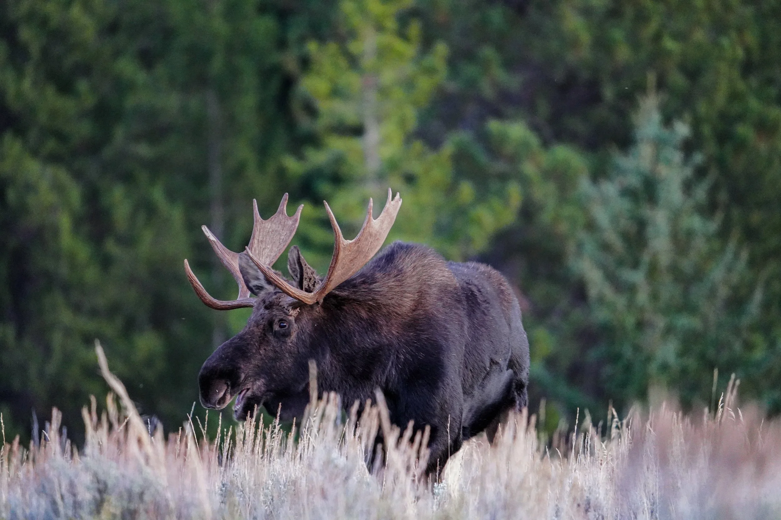 bull moose, grand teton national park - fall