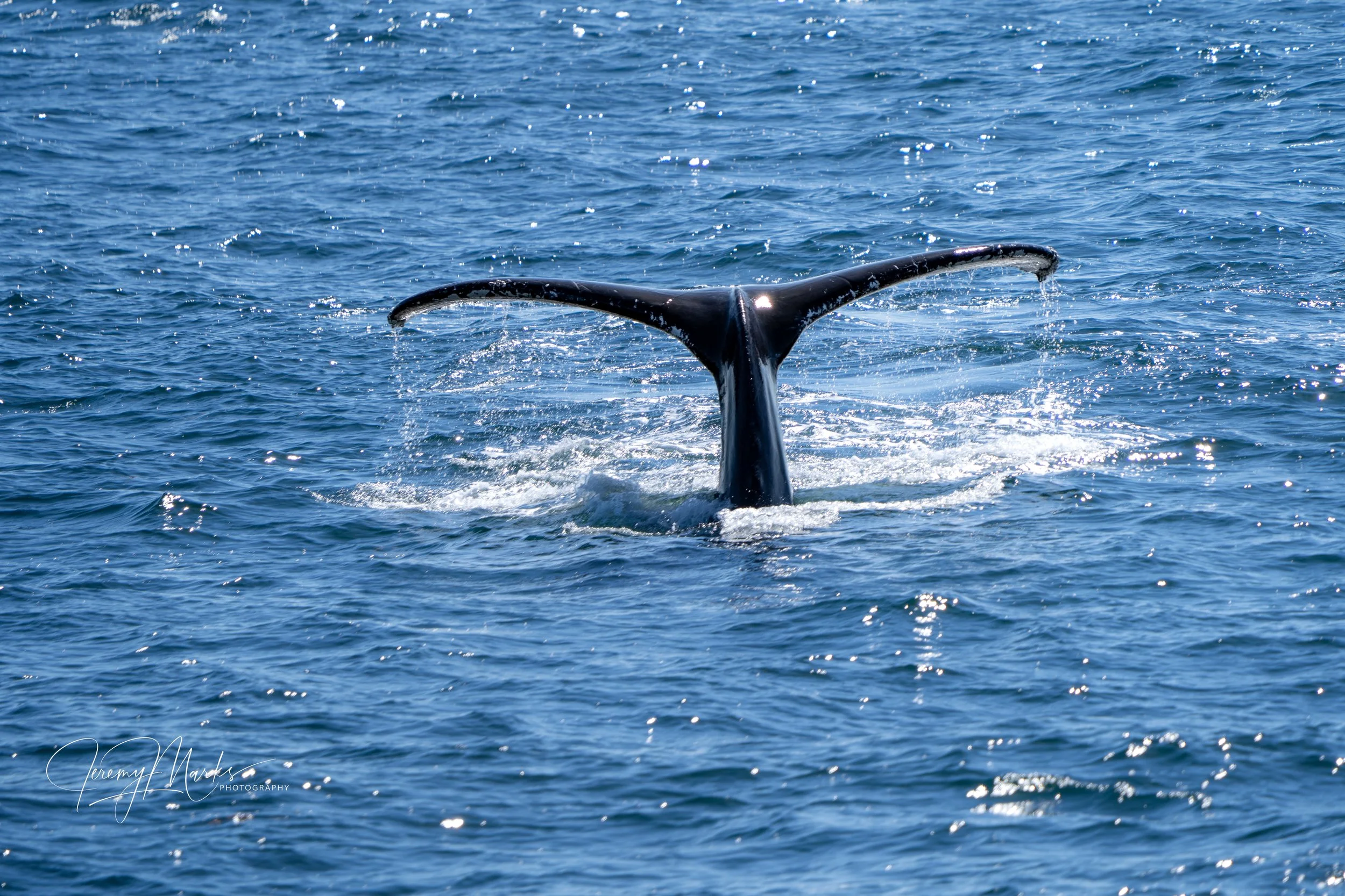 Humpback whale tail - Cape Cod National Seashore