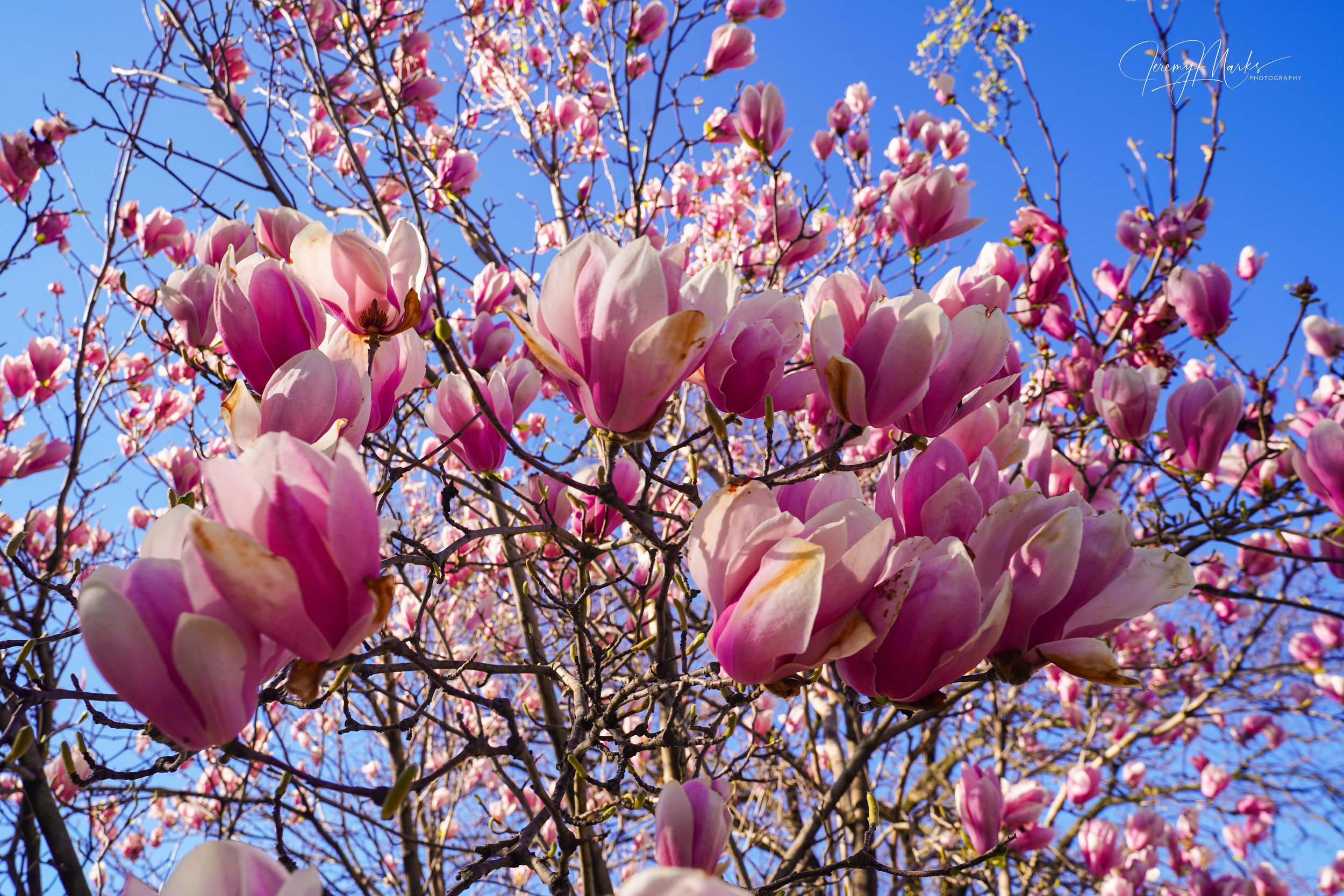 Cherry Blossoms - Washington DC