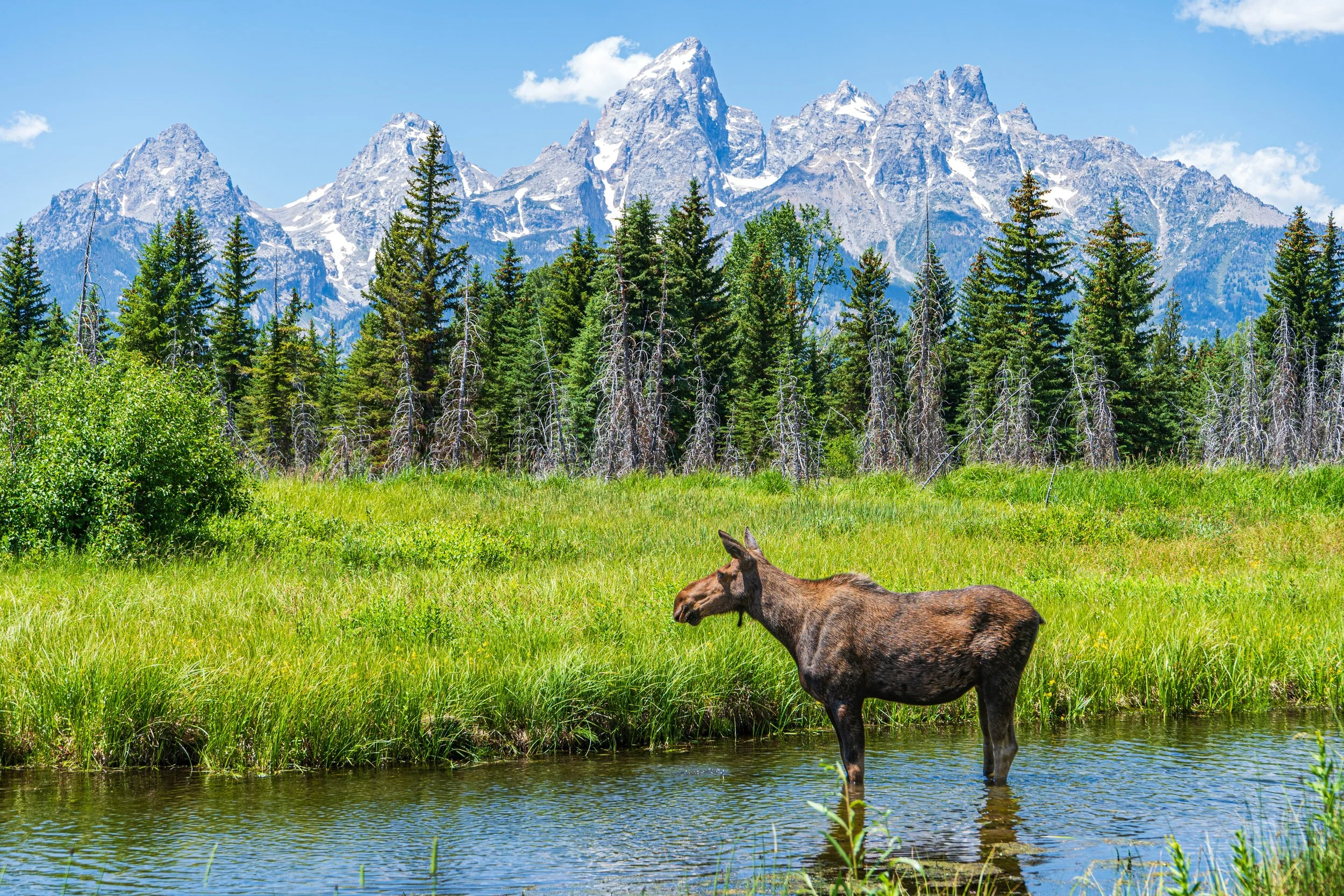 Cow Moose, Grand Teton National park - Summer