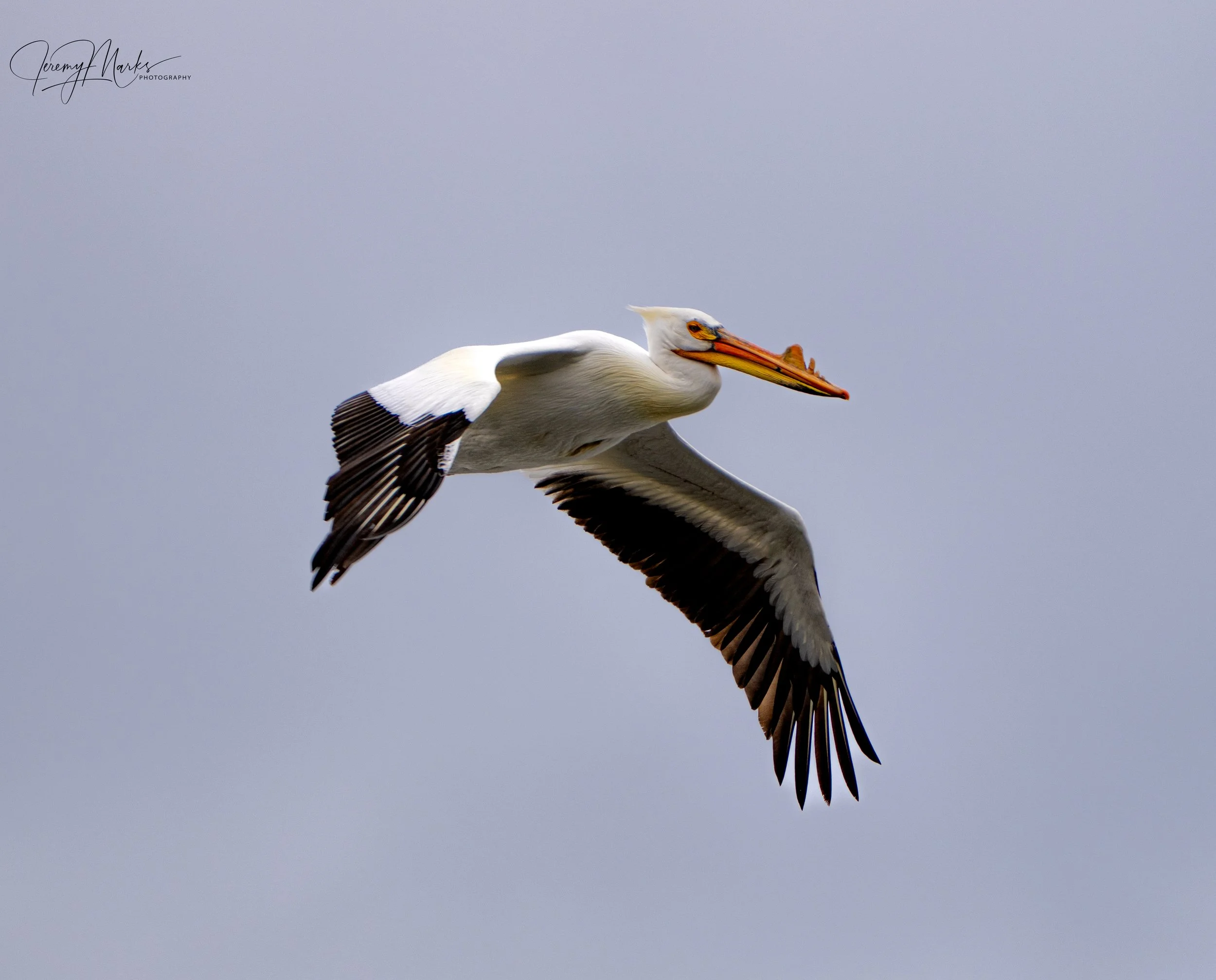 American White Pelican - Grand Teton National Park - Spring