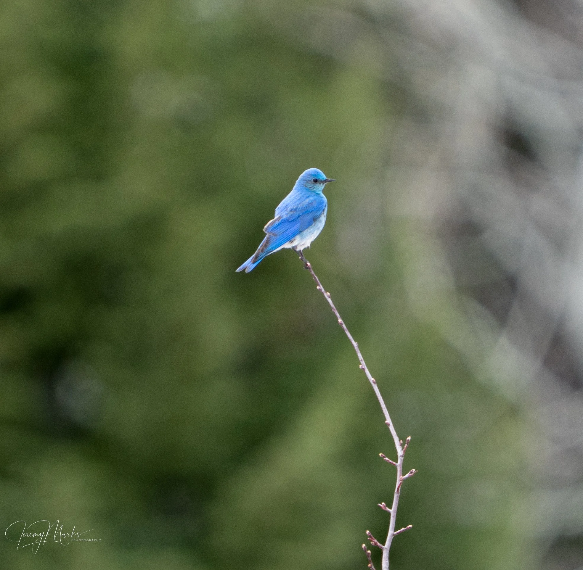Mountain Bluebird - Grand Teton National Park - Fall