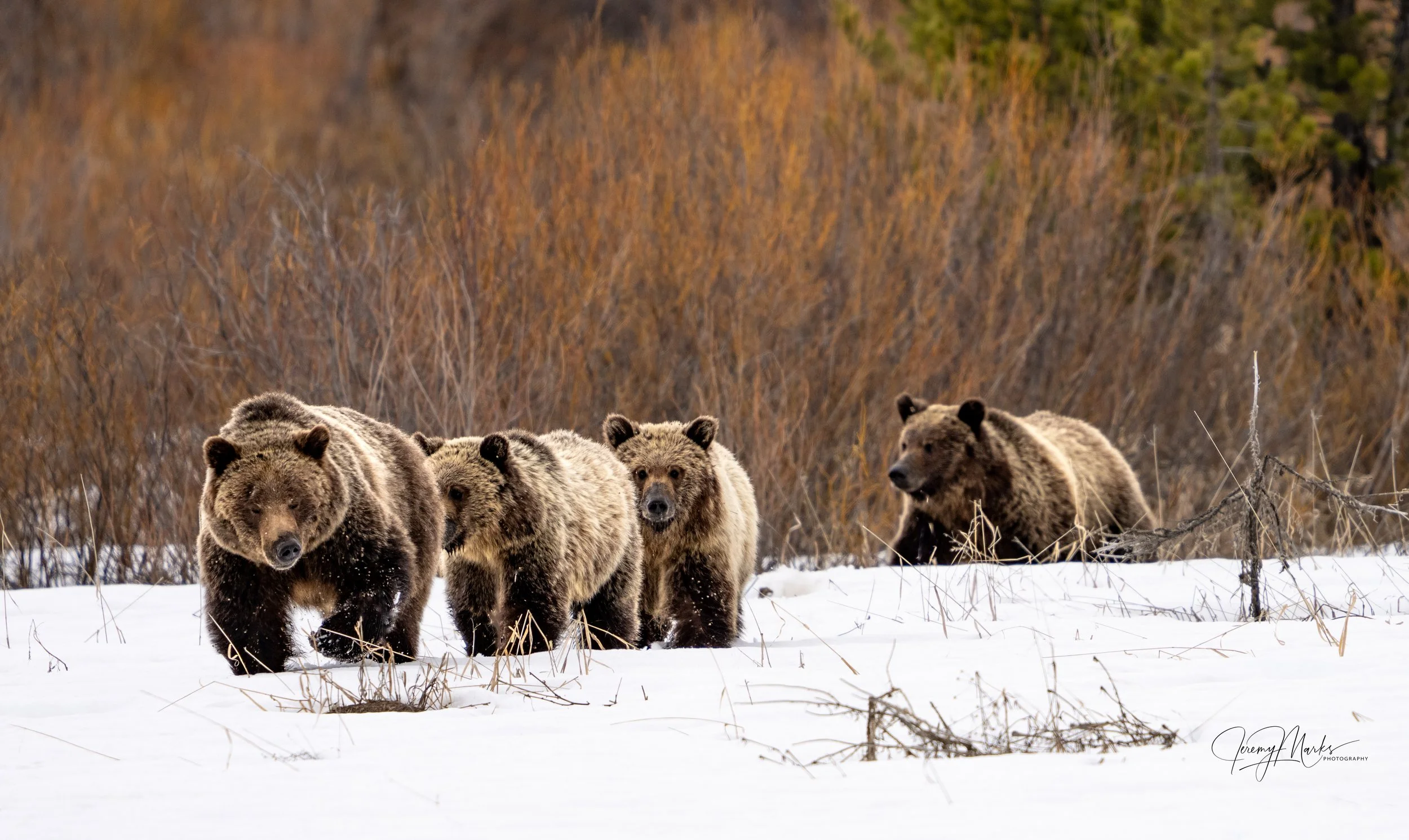 610 and cubs - Grand Teton National Park