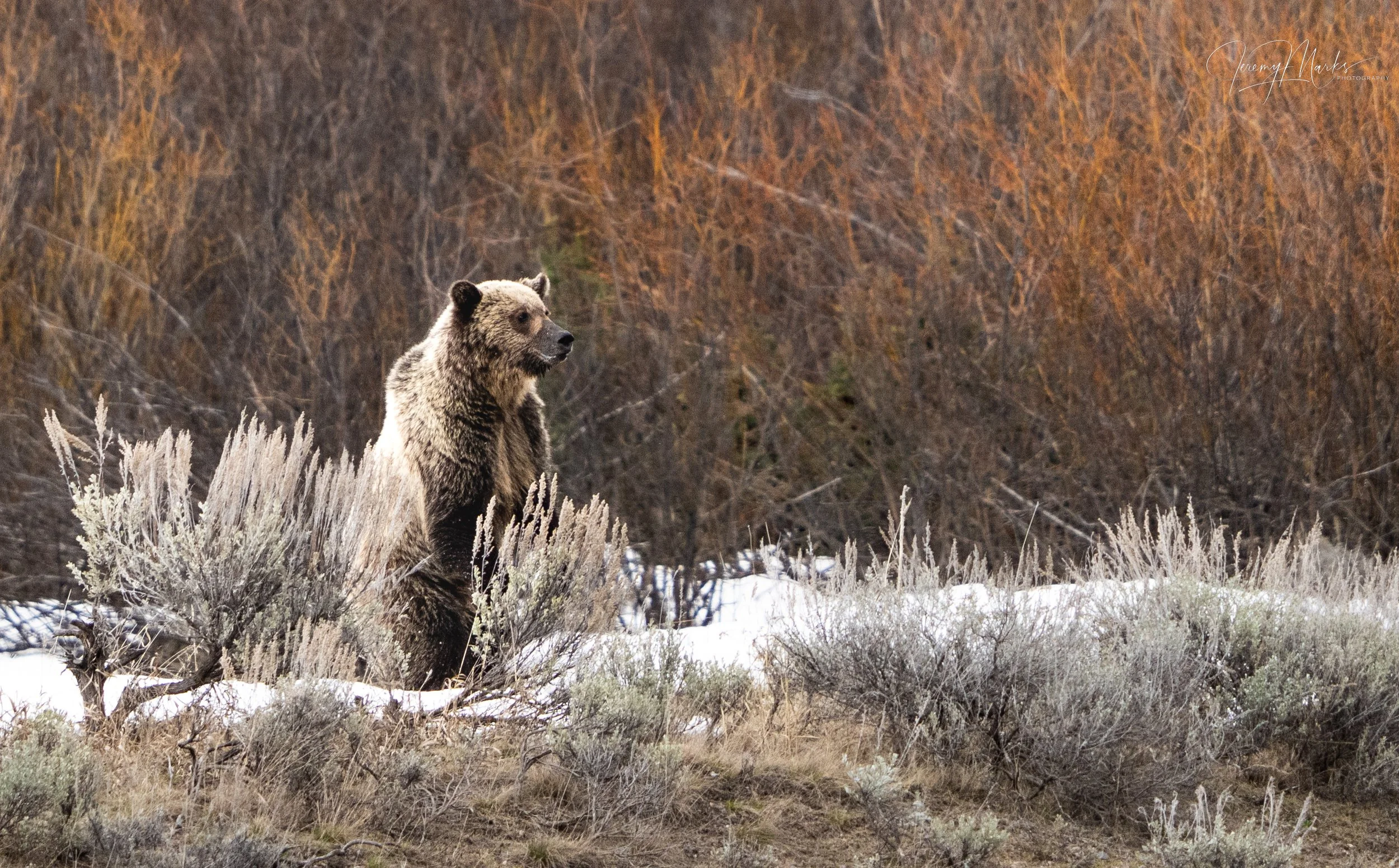 Grizzly Bear 610 Cub - Grand Teton National Park - Spring