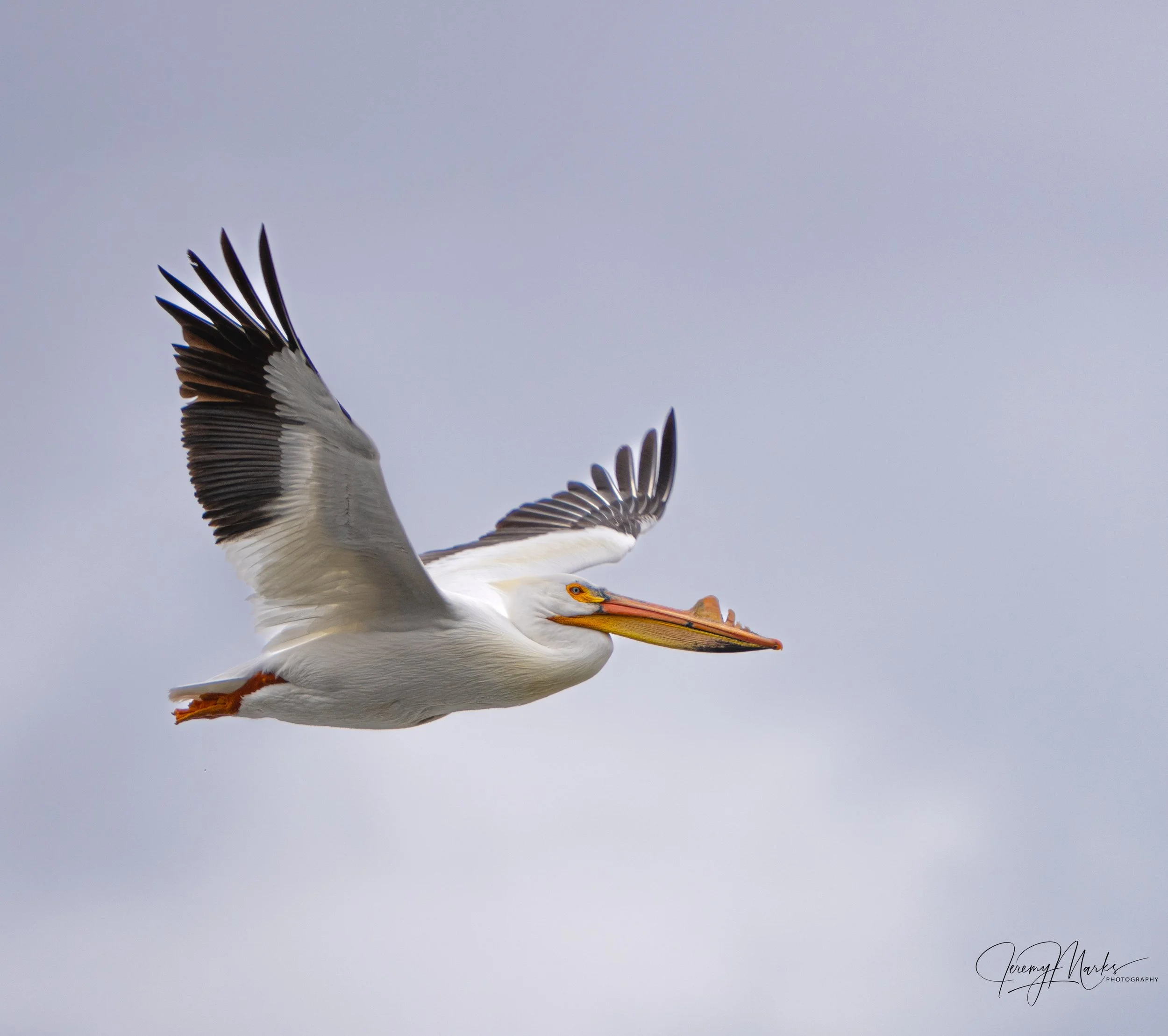 American White Pelican - Grand Teton National Park - Spring