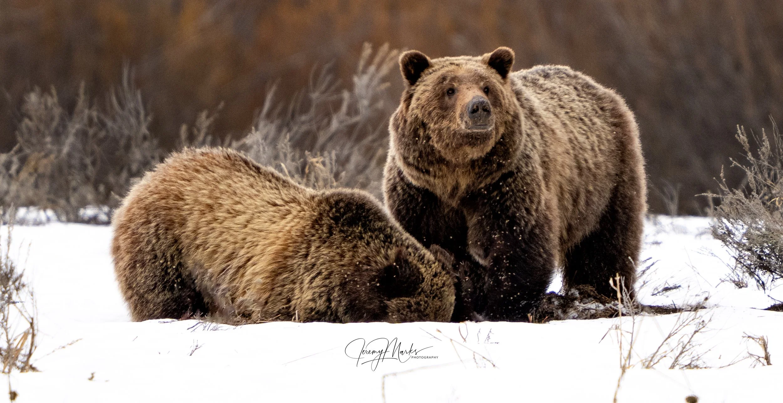 610 and cub - Grand Teton National Park