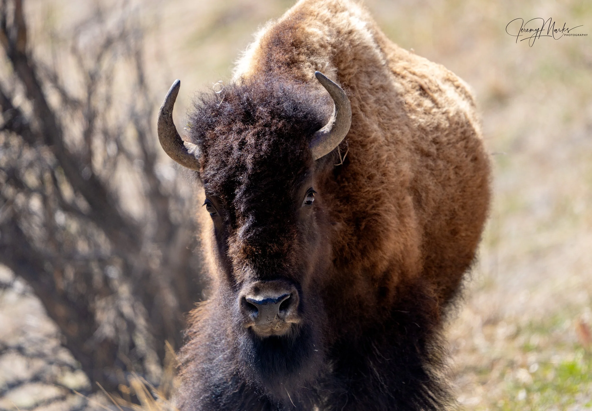 American Bison - Yellowstone National Park - Fall