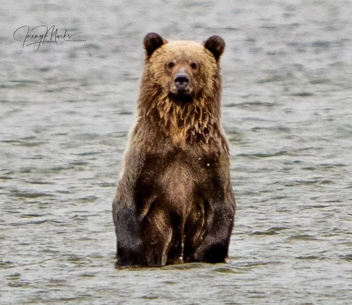 Grizzly Cub - Grand Teton National Park