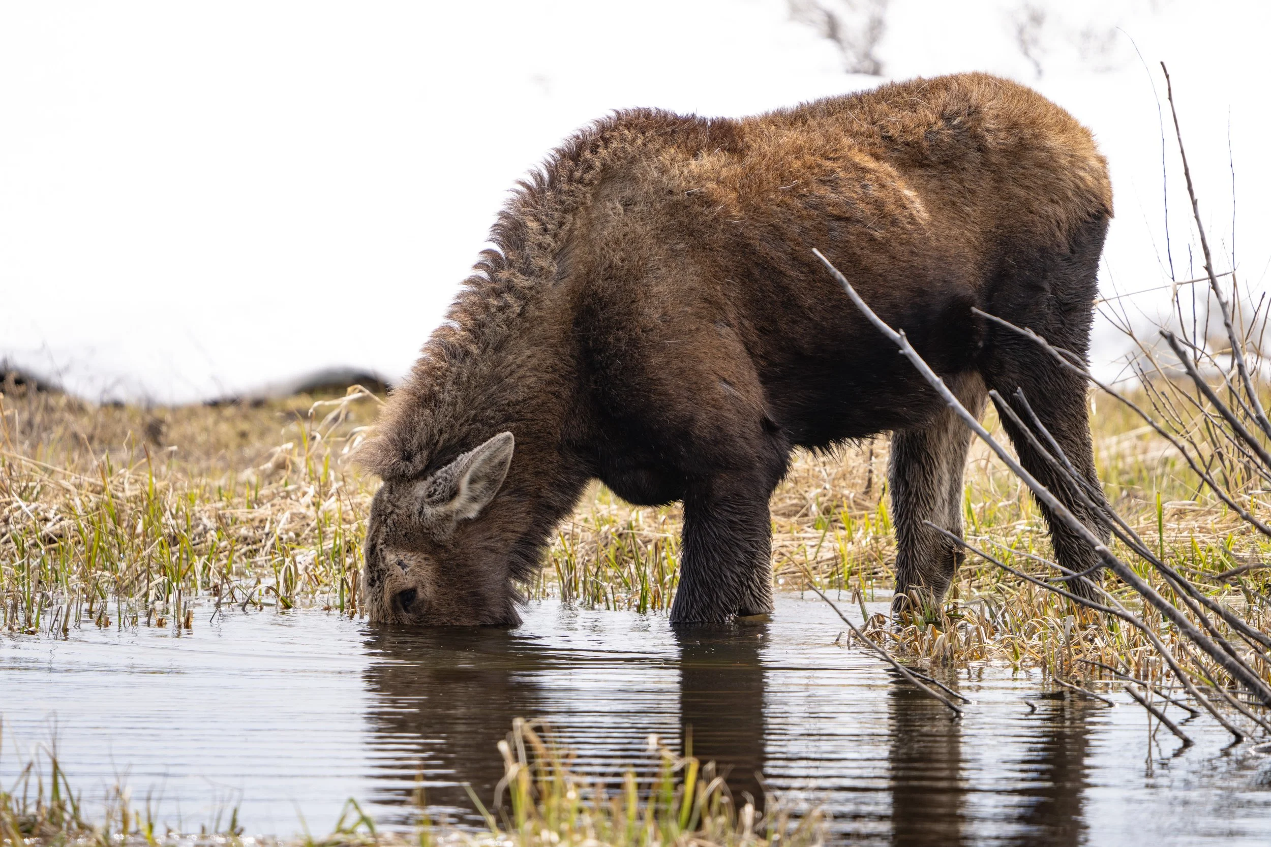cow moose, grand teton national park - spring