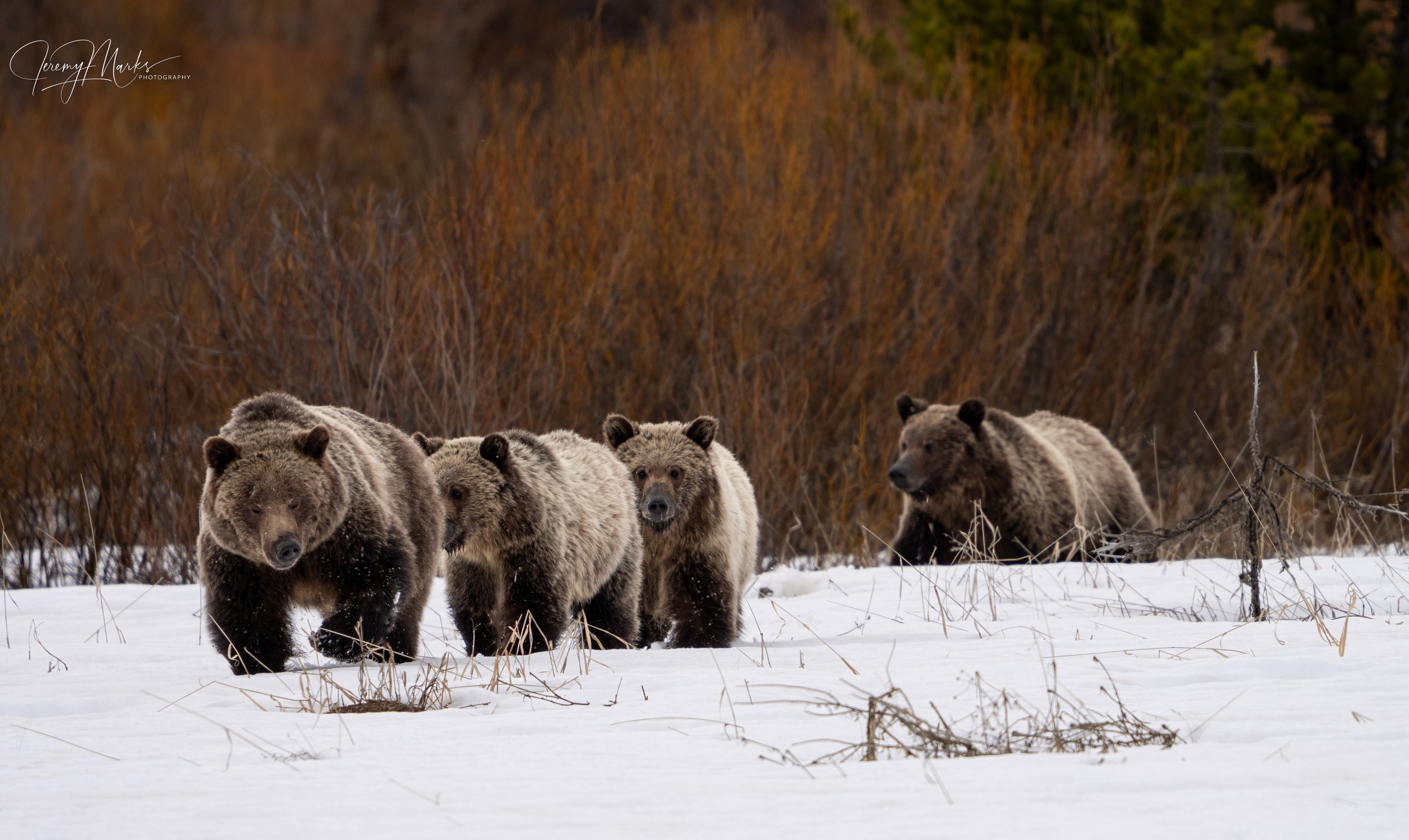 Grizzly Bear 610 and Cubs - Grand Teton National Park - Spring