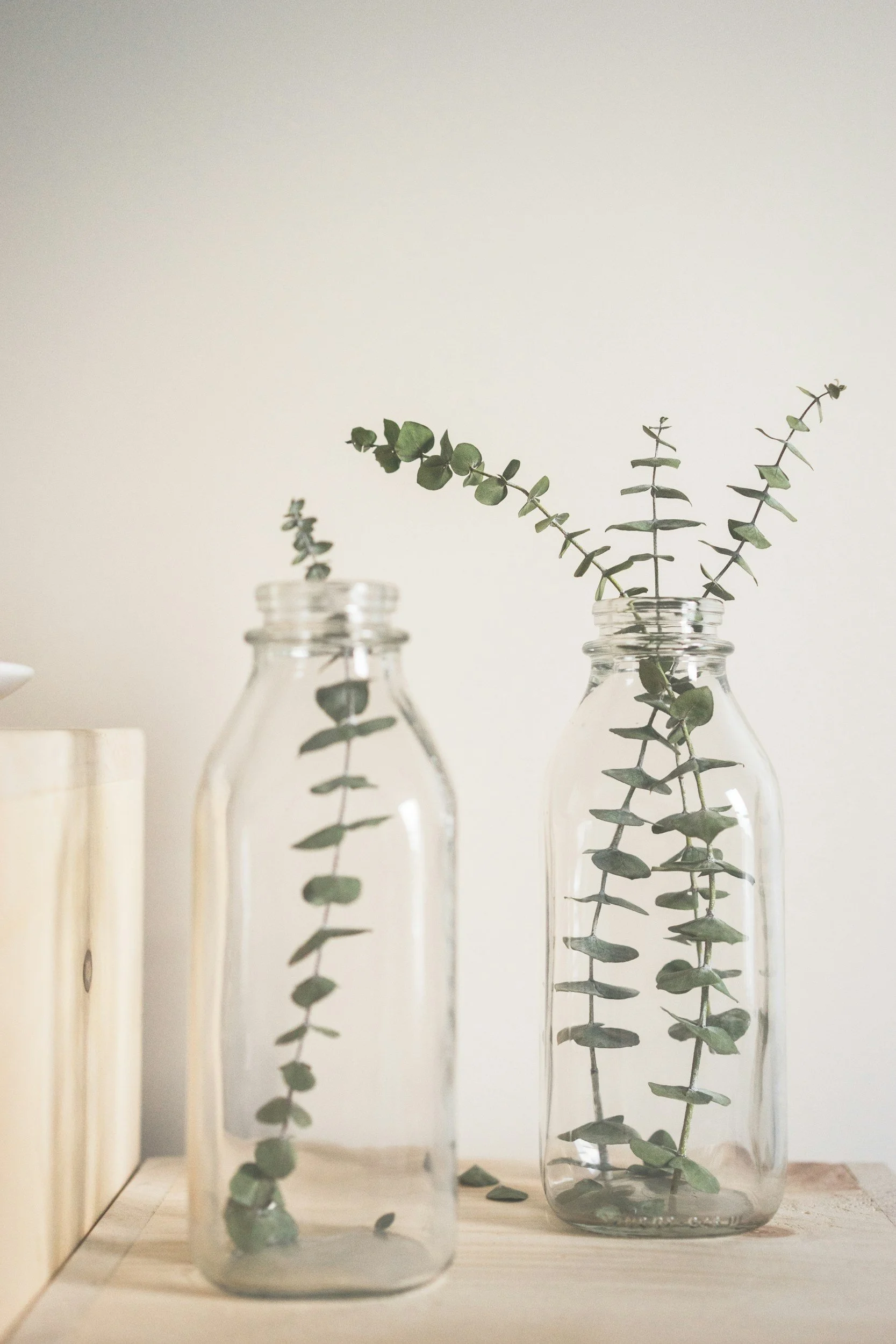 two eucalyptus leaves promoting calm, serene, relaxed environment