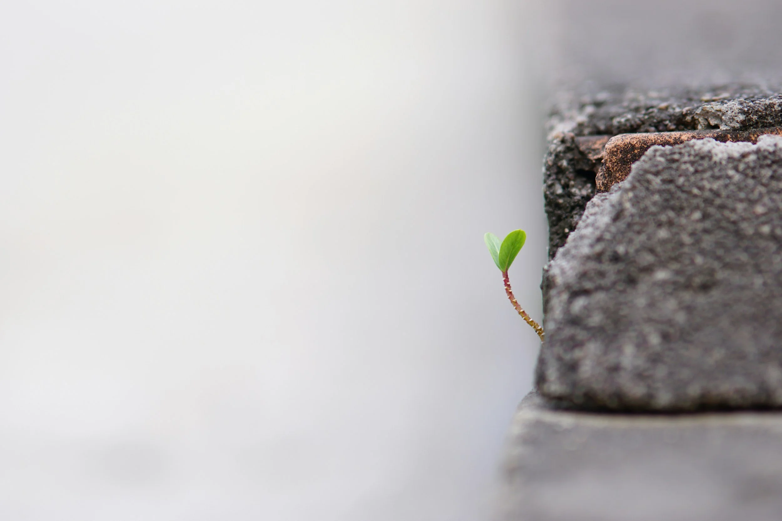 sprout growing strength through trauma