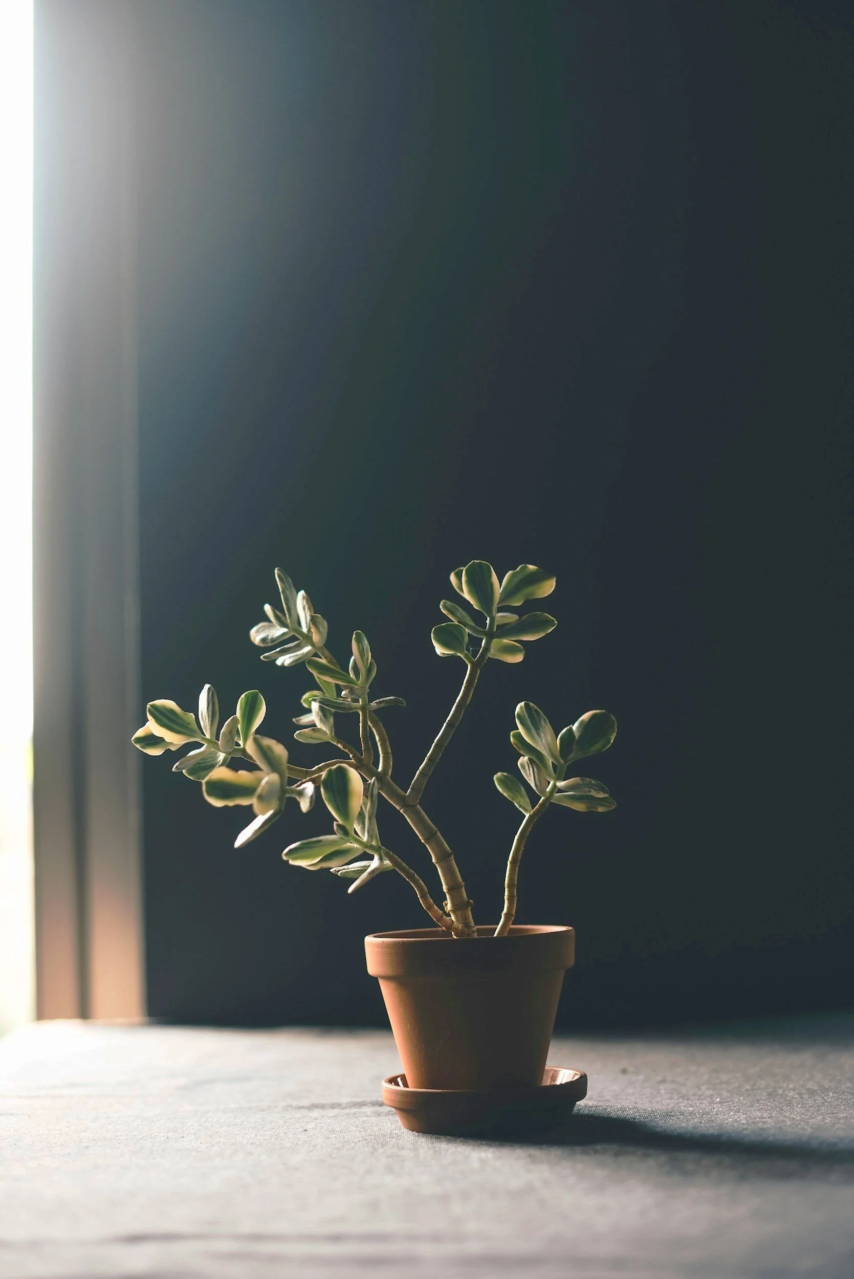 Grounding greenery in a calm therapy space, supporting nervous system safety.