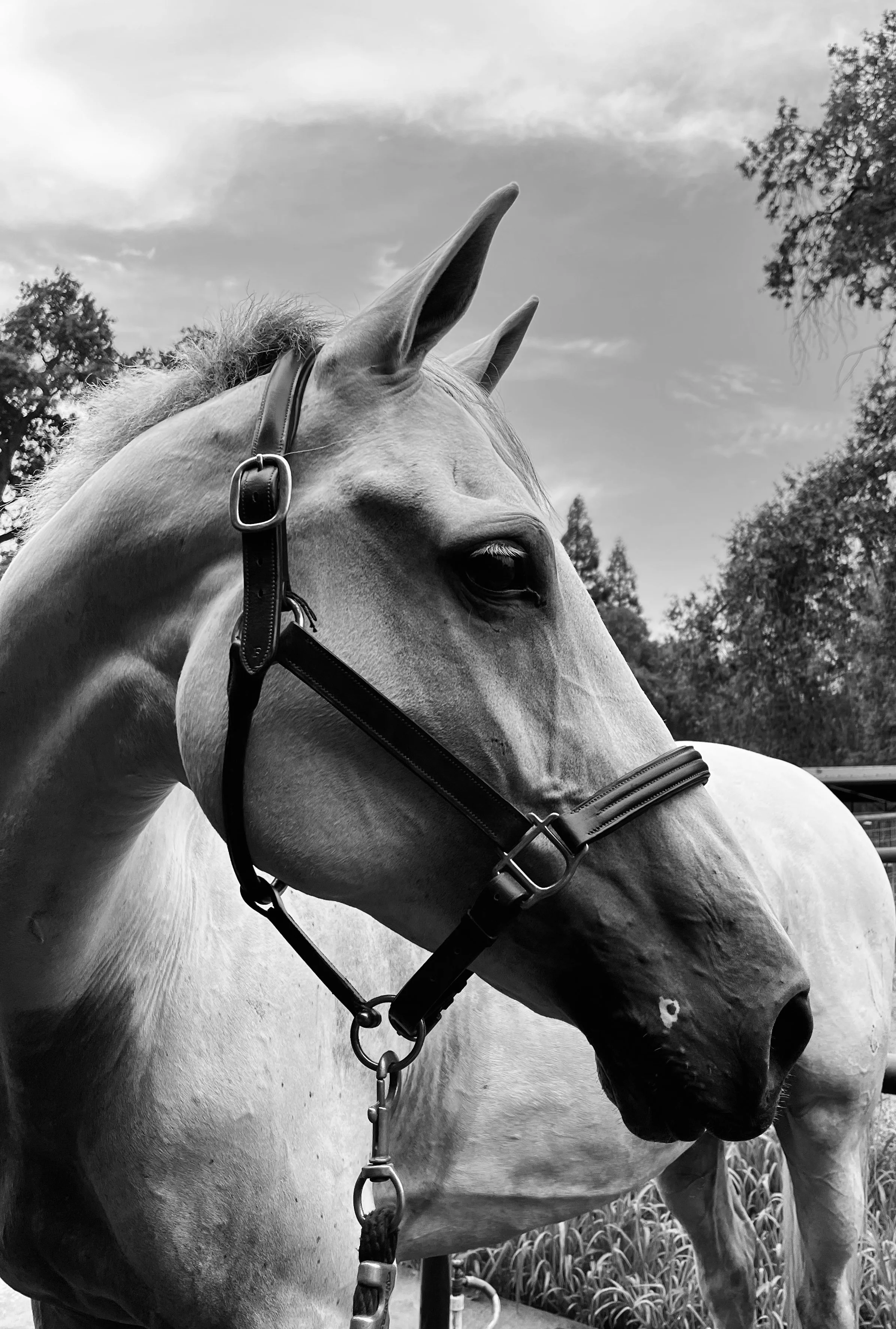 black and white horse