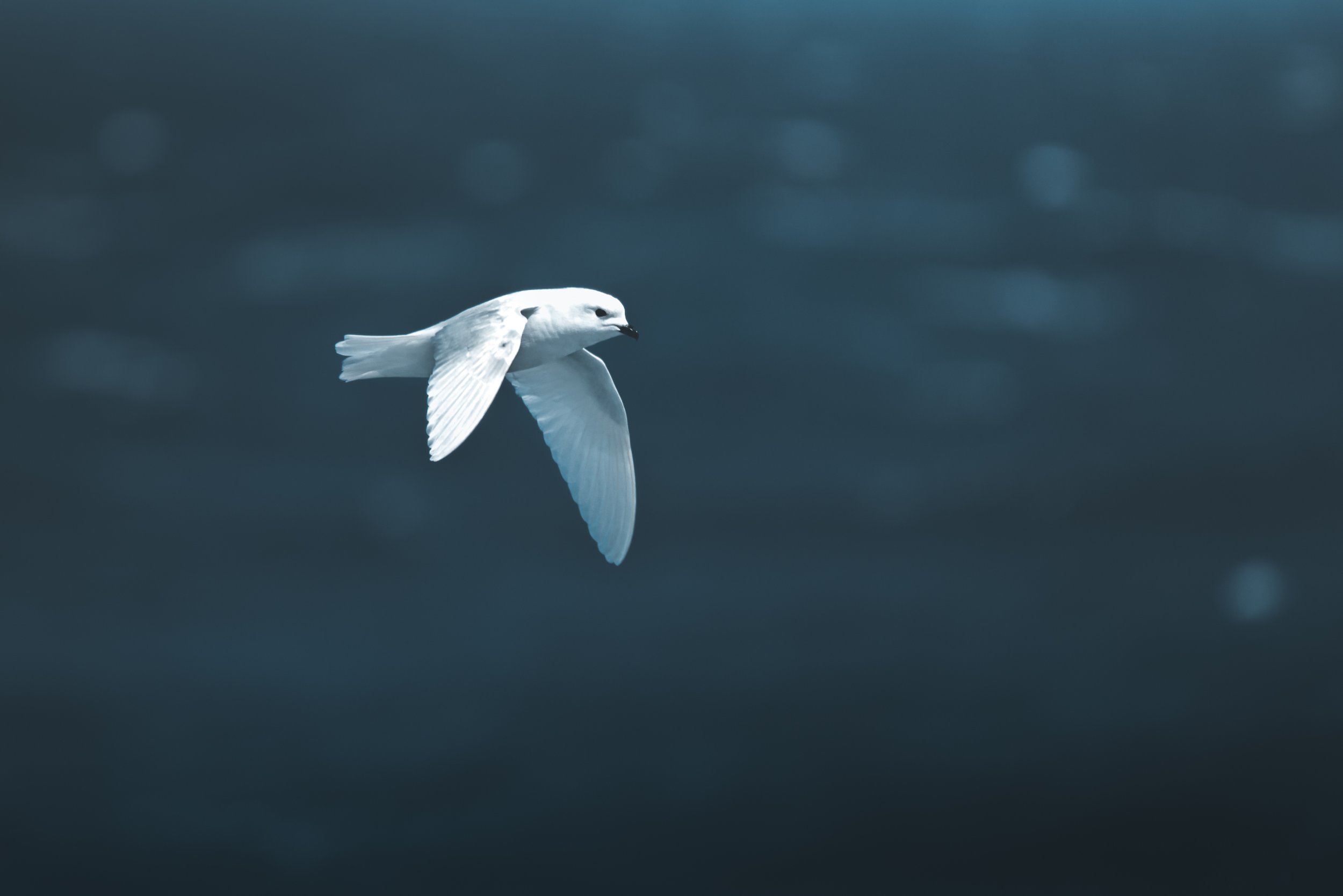 Snowpetrel-164.jpg