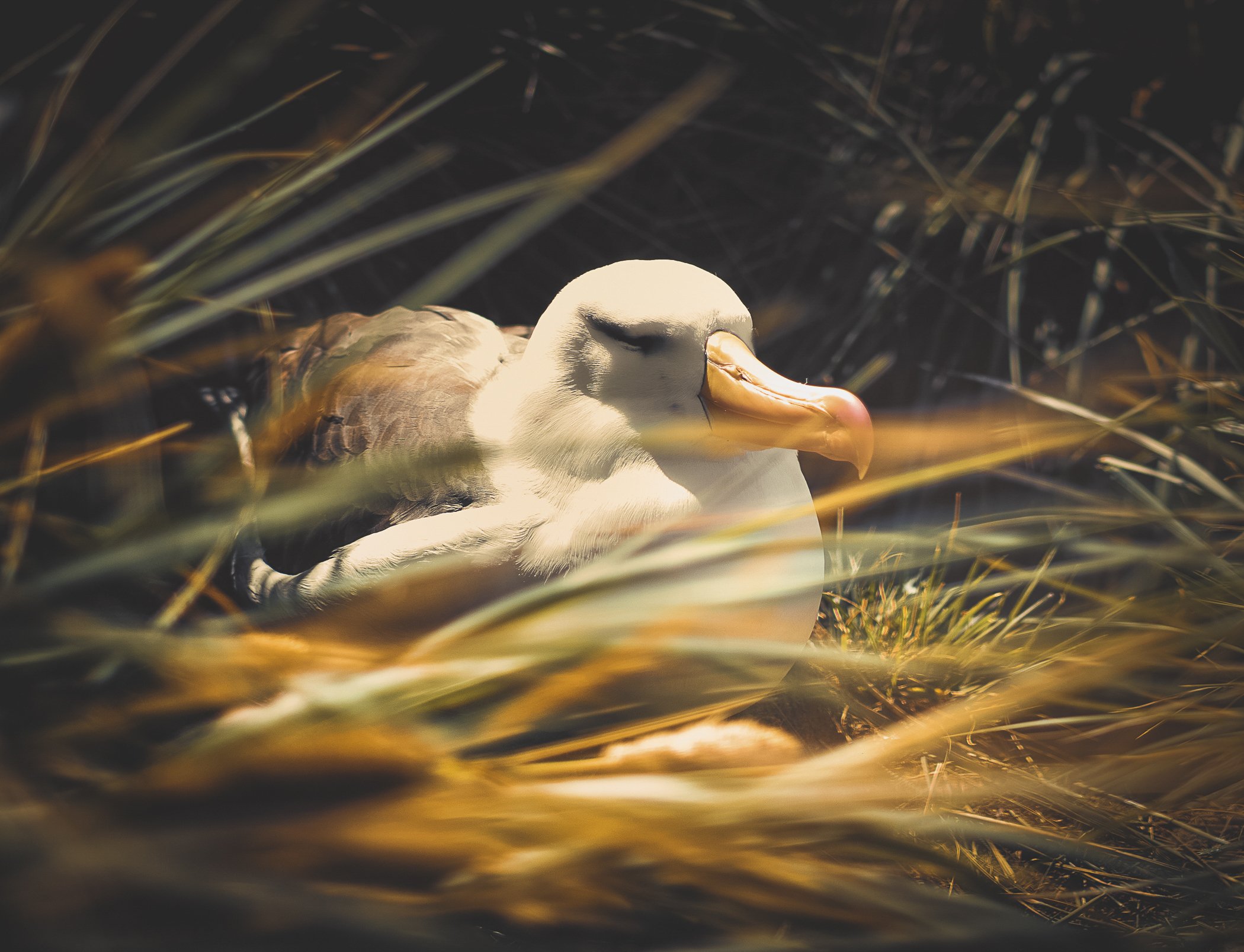 albatross-.jpg