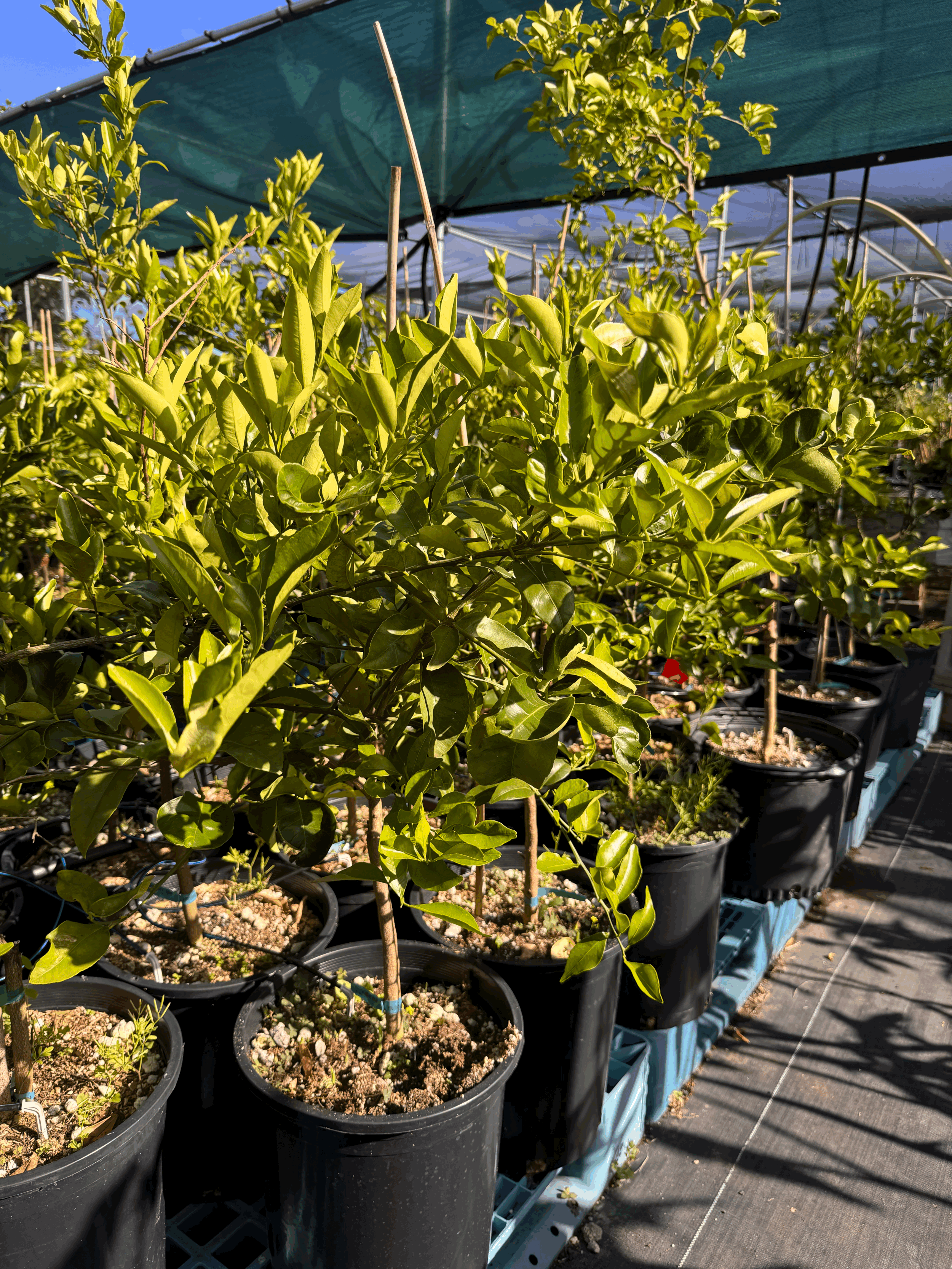 Grafted Citrus (5 gallon tall) $65 (10% discount for buying over 5 trees, 20% discount if buying over 10 trees)
