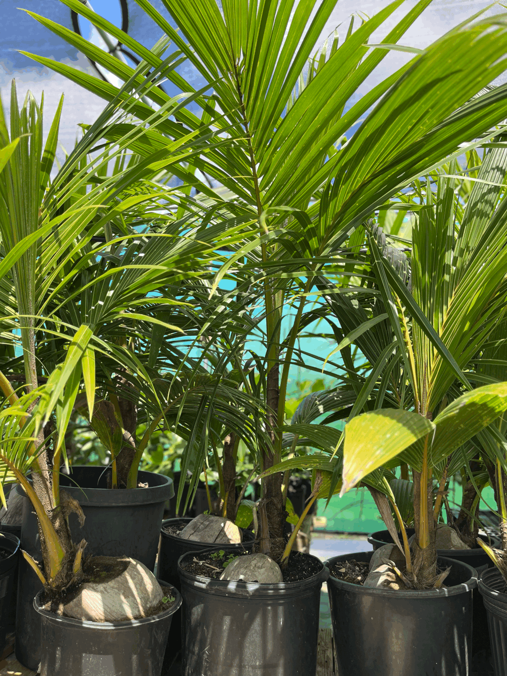 Dwarf Samoan Coconut - 25 gallon (~ 10' tall) - Currently sold out   Hawai'i Farms Re-Generatiion Movement
