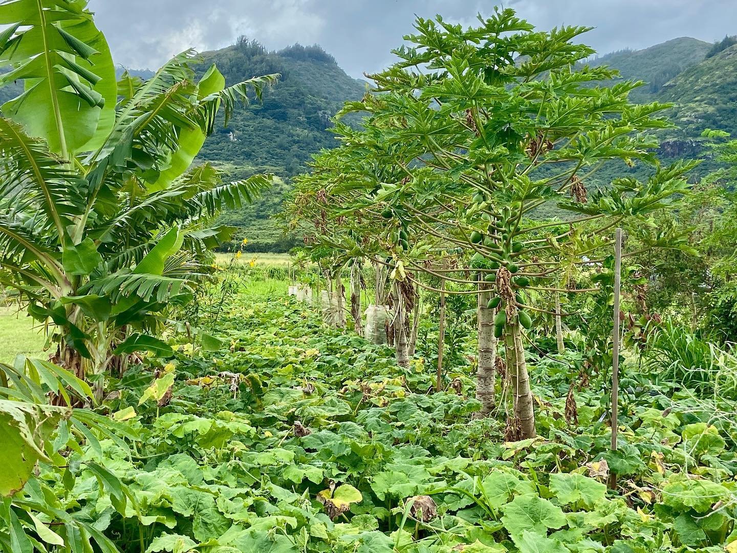 Growing our citrus, bananas and papaya with a ground cover of Kabocha Squash generates a lot of biomass to work into the soil after the squash is harvested