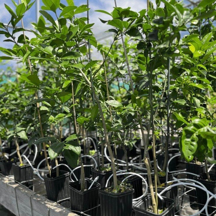 Grafted fruit trees.. avocado, citrus, mango.