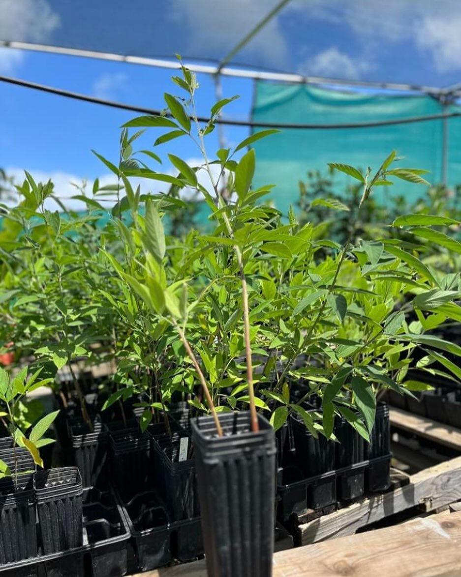 Pigeon Pea is a fast-growing, nitrogen-fixing tree. It's great to establish a quick in-field windbreak. It also has fire-retardant properties according to our local extension agents and eating the pods is a fun alternative to edamame.