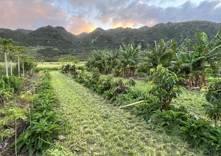 Intercropping with some mid-term crops.. papaya and kalo .. until the mango and avocado grow in 🙂 Keeping the alleyways easy with the zero turn mower :)