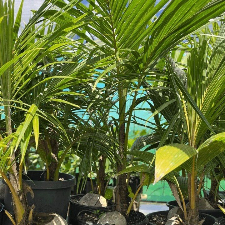 Dwarf Samoan Coconuts 🙂 8 to 10' tall 🙂